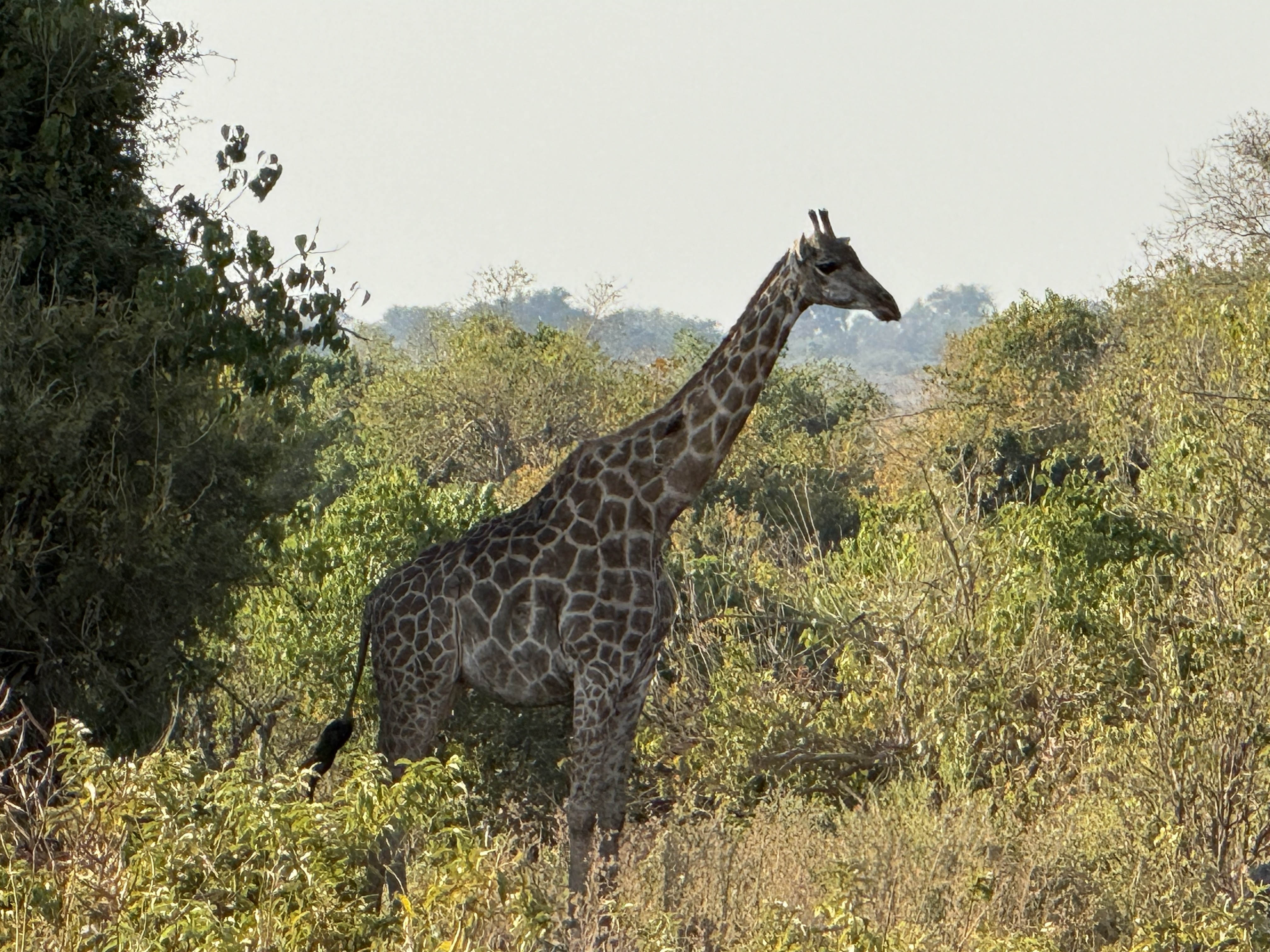 A giraffe to start. Chobe eases you in gently.