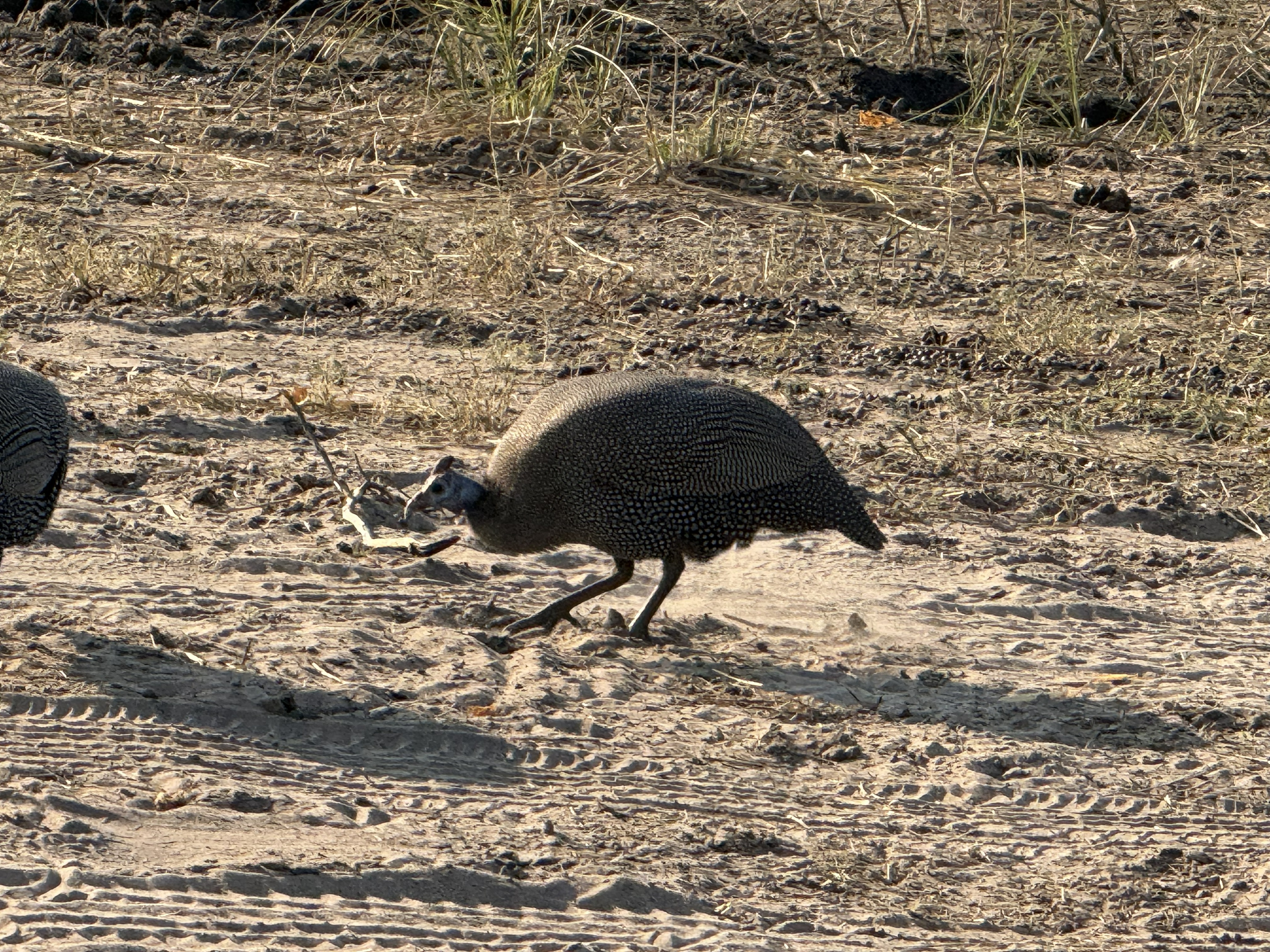 Helmeted guineafowl, which were everywhere, all afternoon, in absurd polka-dotted committees. You stop photographing them around the fourth one and then never quite stop noticing t