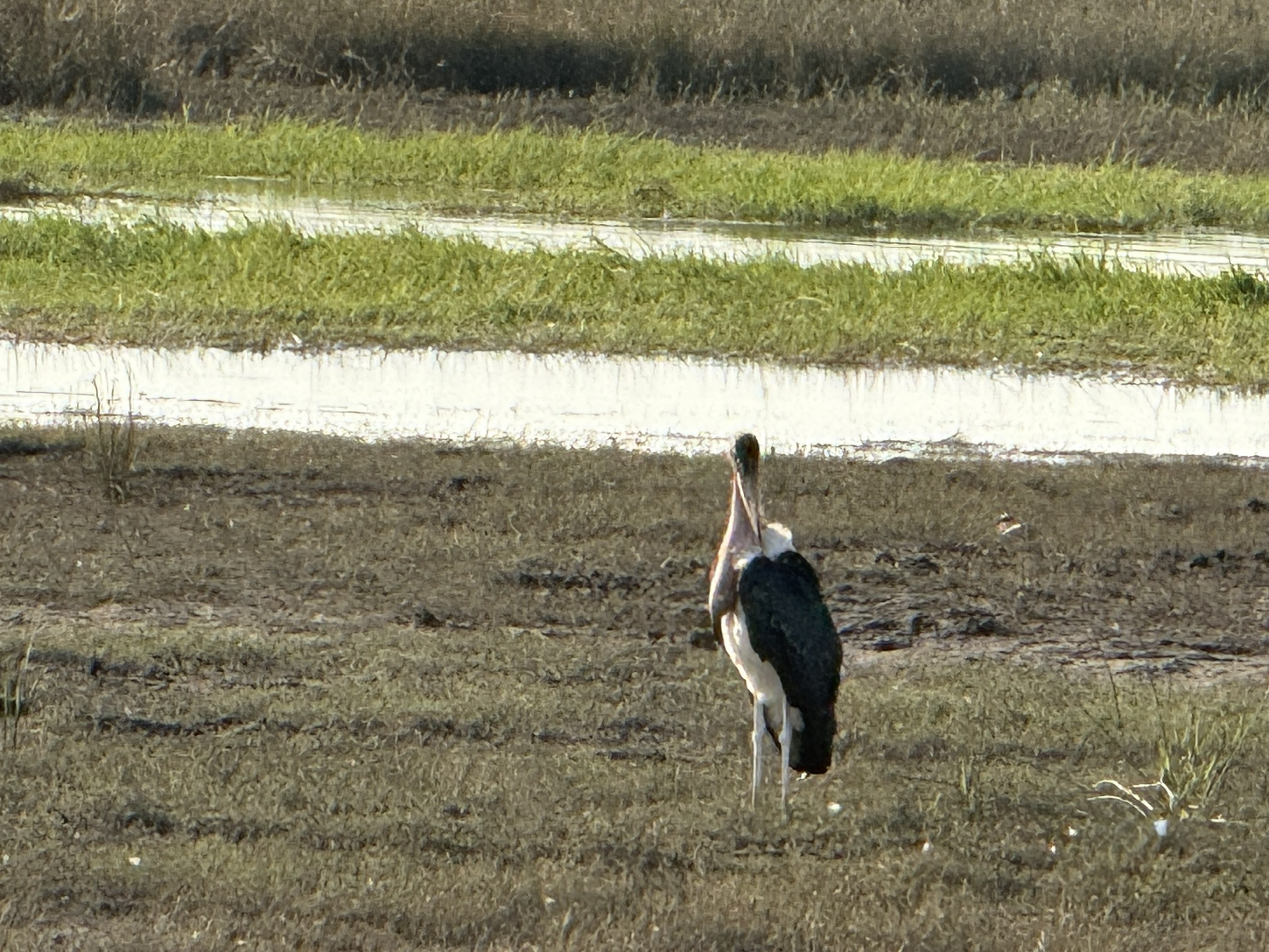 And this, which I will not defend: a marabou stork, quite possibly the ugliest bird in Africa, bald and hunched and undertaker-grim. Nature seemed fond of it. Someone has to be.