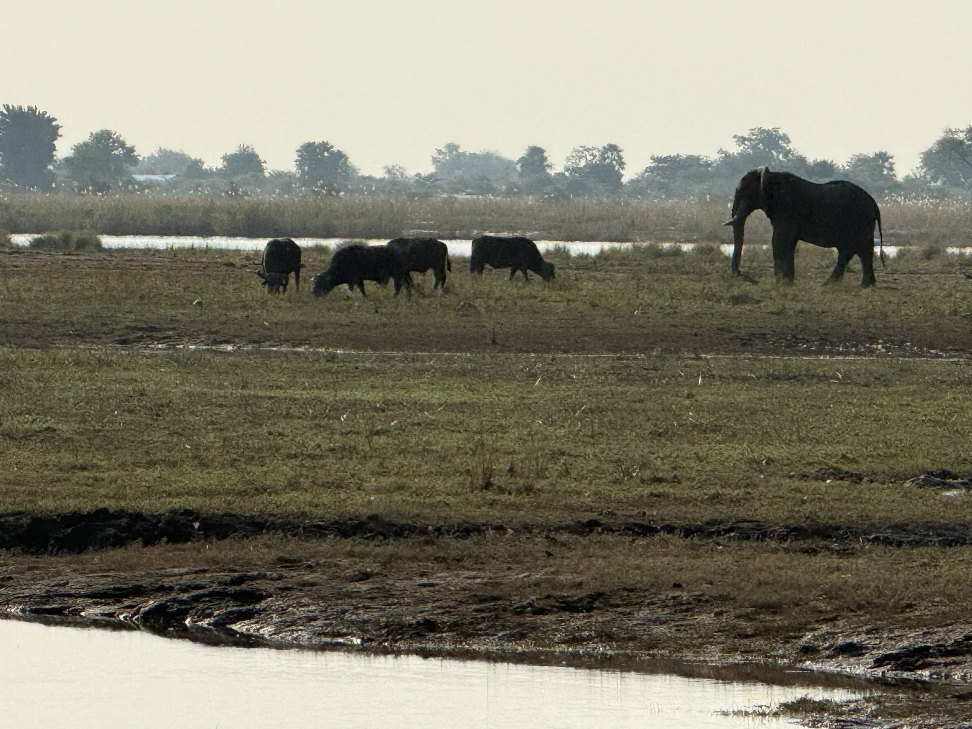 A Cape buffalo and an elephant sharing one patch of floodplain — two of the heaviest, least negotiable animals on the continent, ignoring each other with enormous dignity.