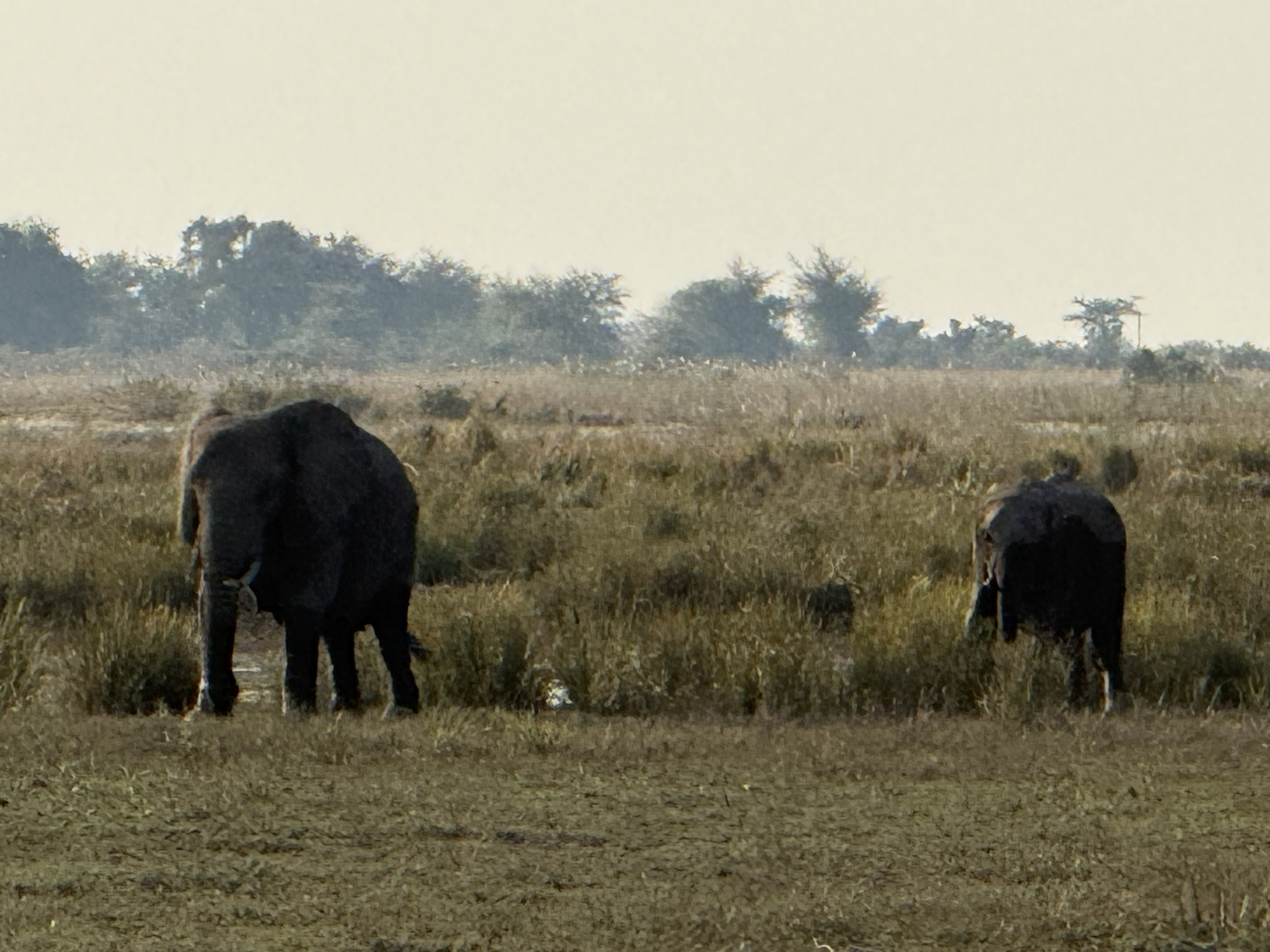 Elephants, out on the green flush of grass the river keeps alive while everything back from the water goes to dust. This is the thing Chobe is famous for, and we were only getting
