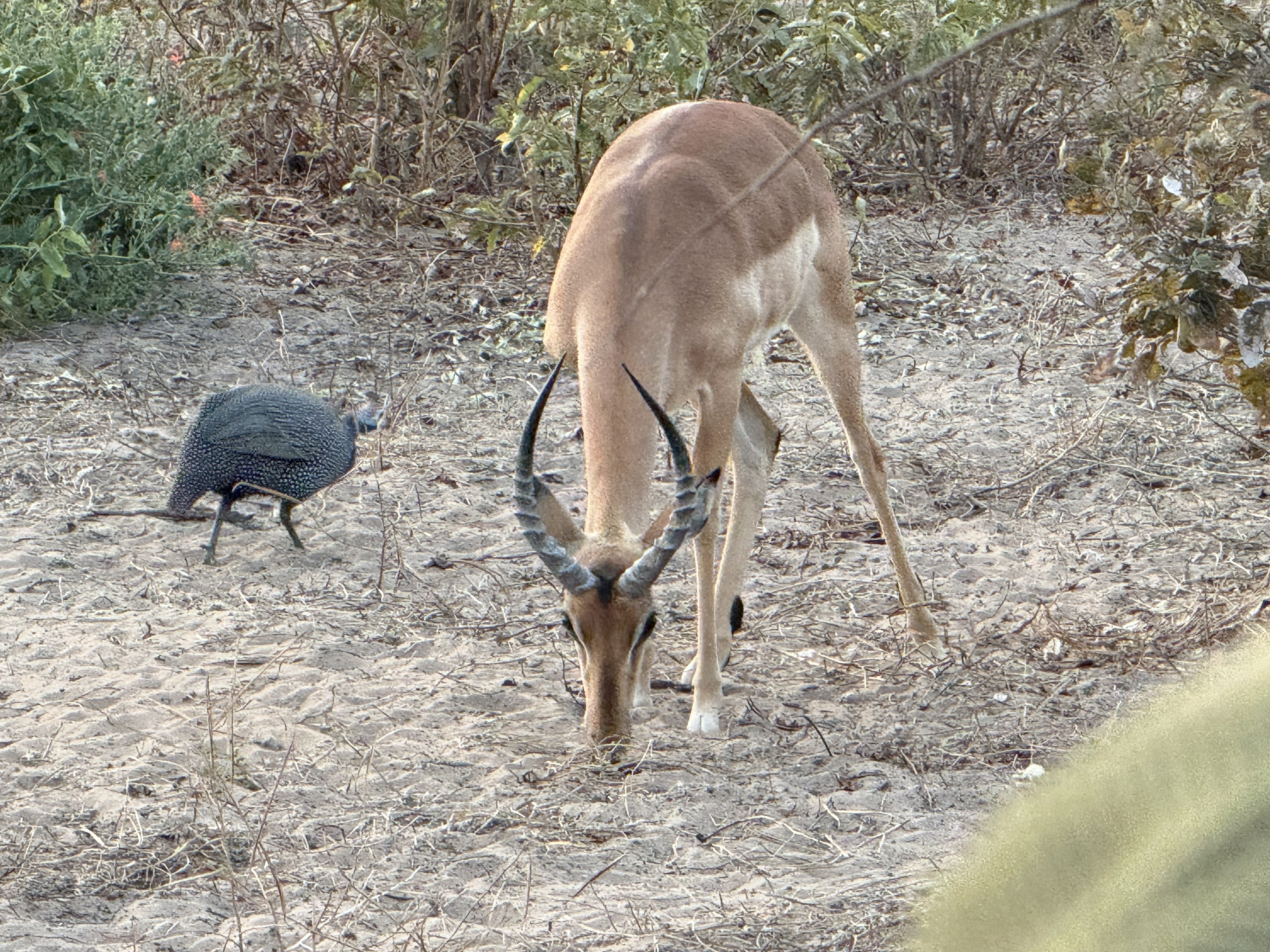 An impala grazing, a guineafowl in attendance. The impala is the animal you stop photographing first and probably should photograph most: it is beautiful, it is everywhere, and the