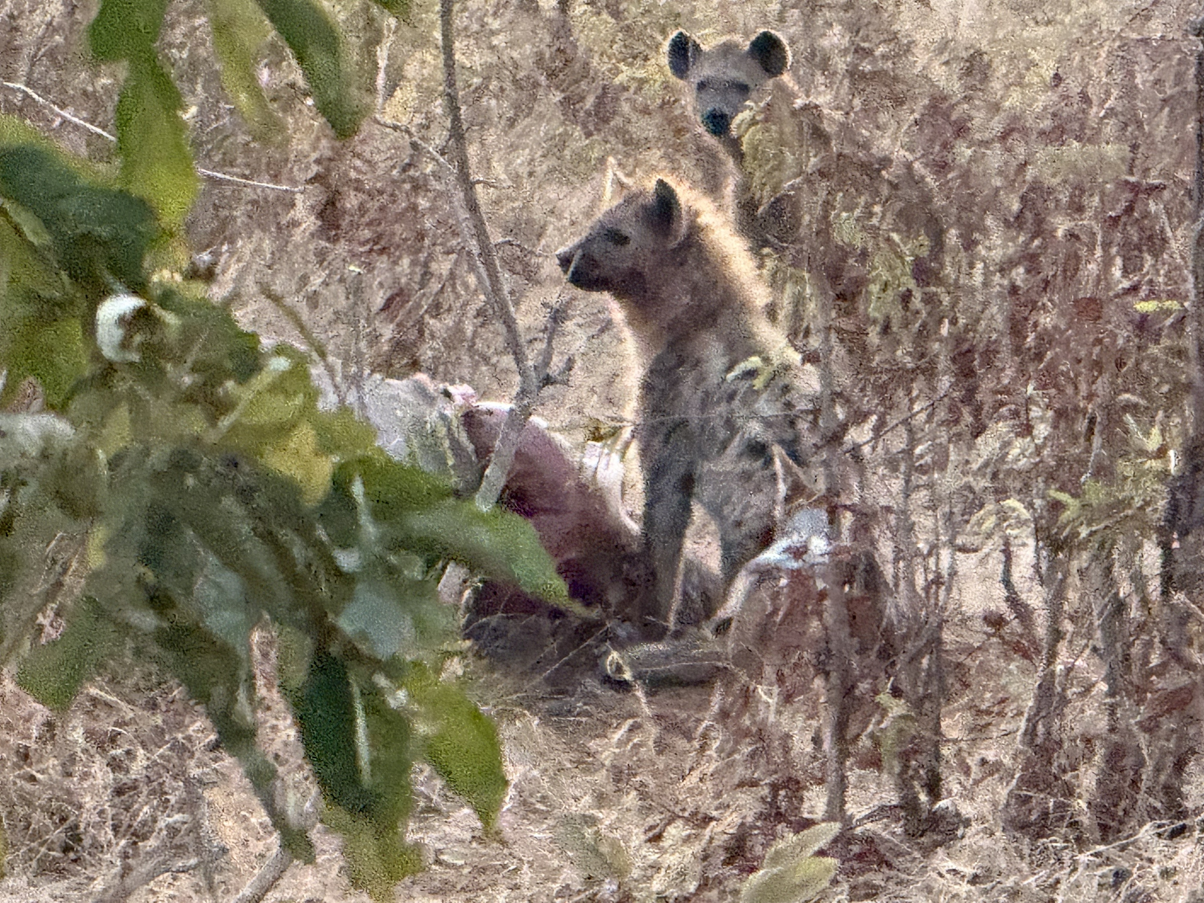The morning's first sight: a spotted hyena at the elephant carcass. Hyenas are usually cast as villains, but they are among the most efficient animals in Africa, and they are 