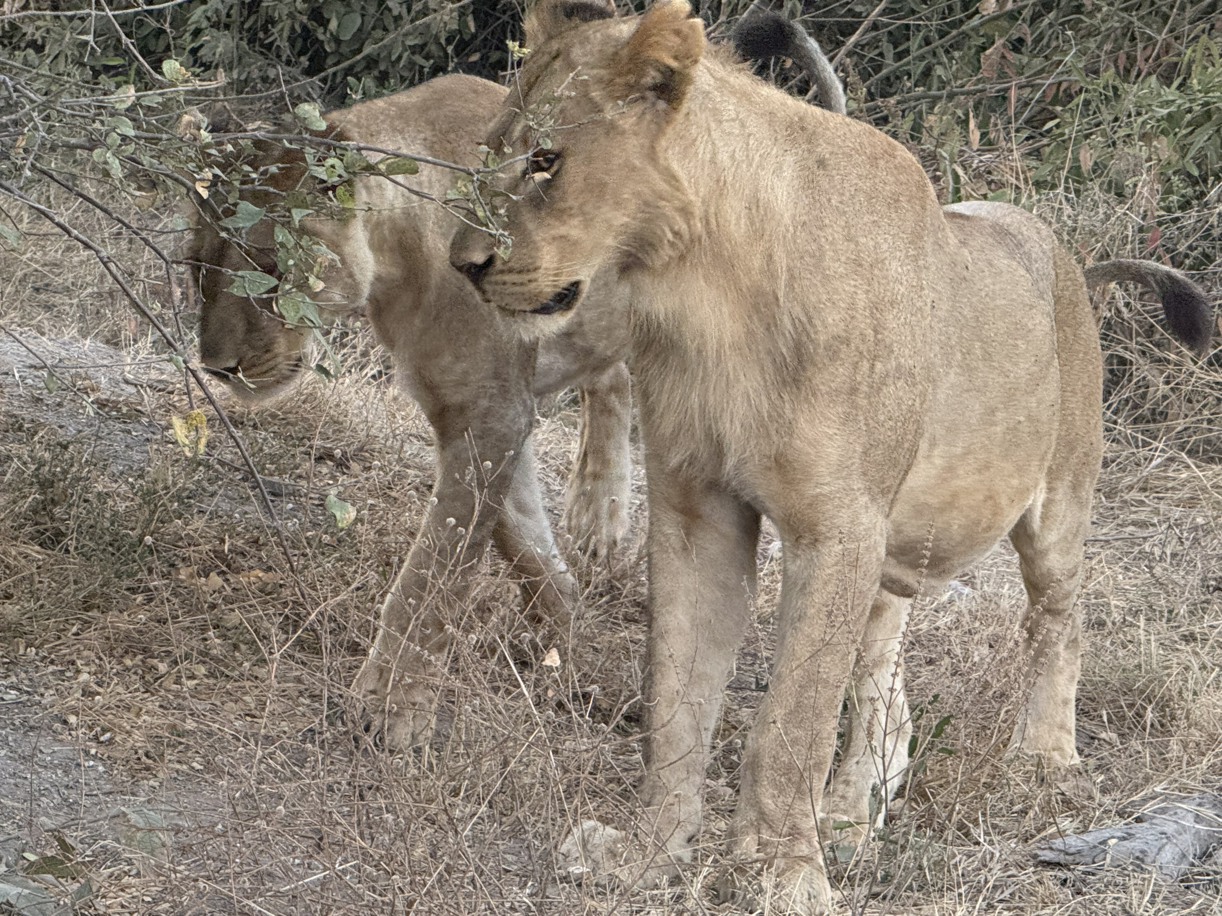 Two lions, close and easy with each other in the early light.