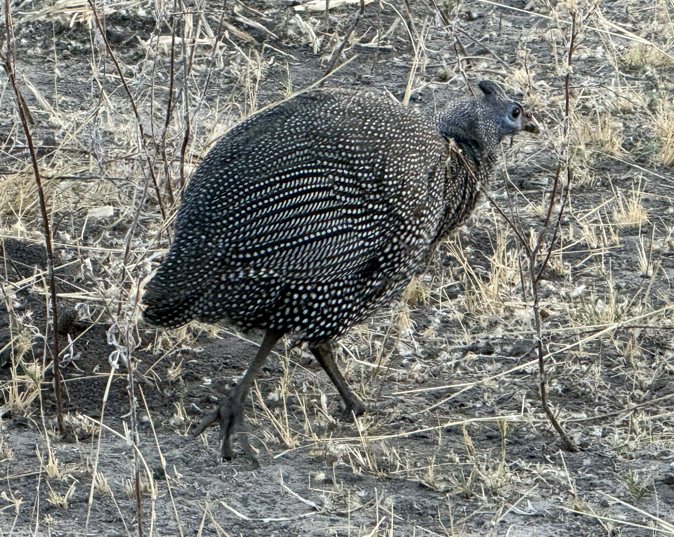 Helmeted guineafowl, the polka-dotted committee of yesterday, reconvened.