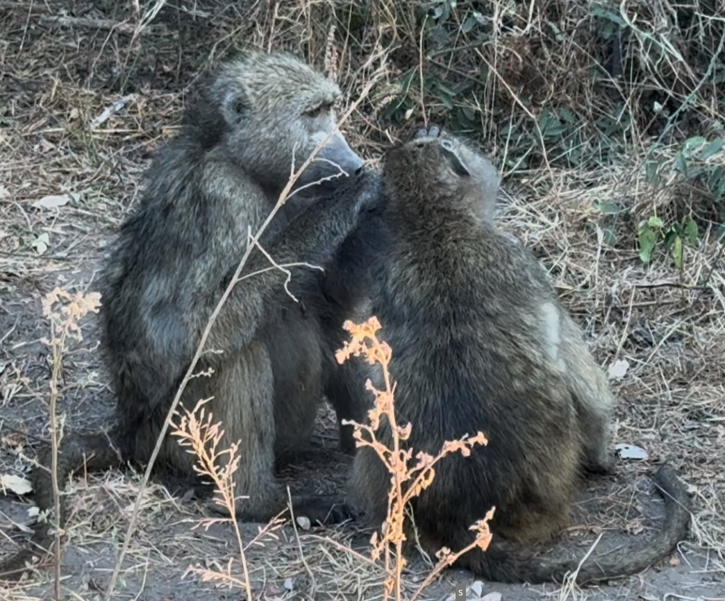 Baboons grooming — which is less about cleanliness than about politics; grooming is the currency that holds a troop together.