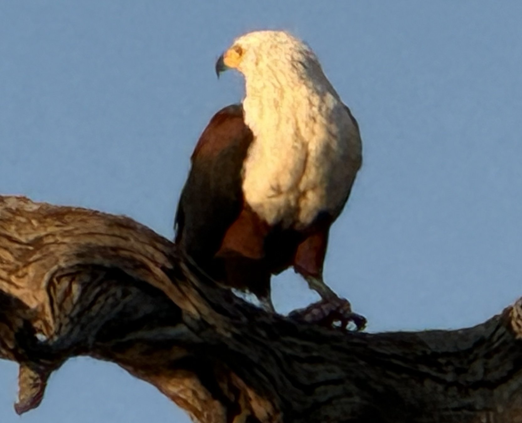 An African fish eagle on a bare branch over the water. Its call — a wild, ringing yelp thrown back with the whole head — is the sound people mean when they say “Africa.”