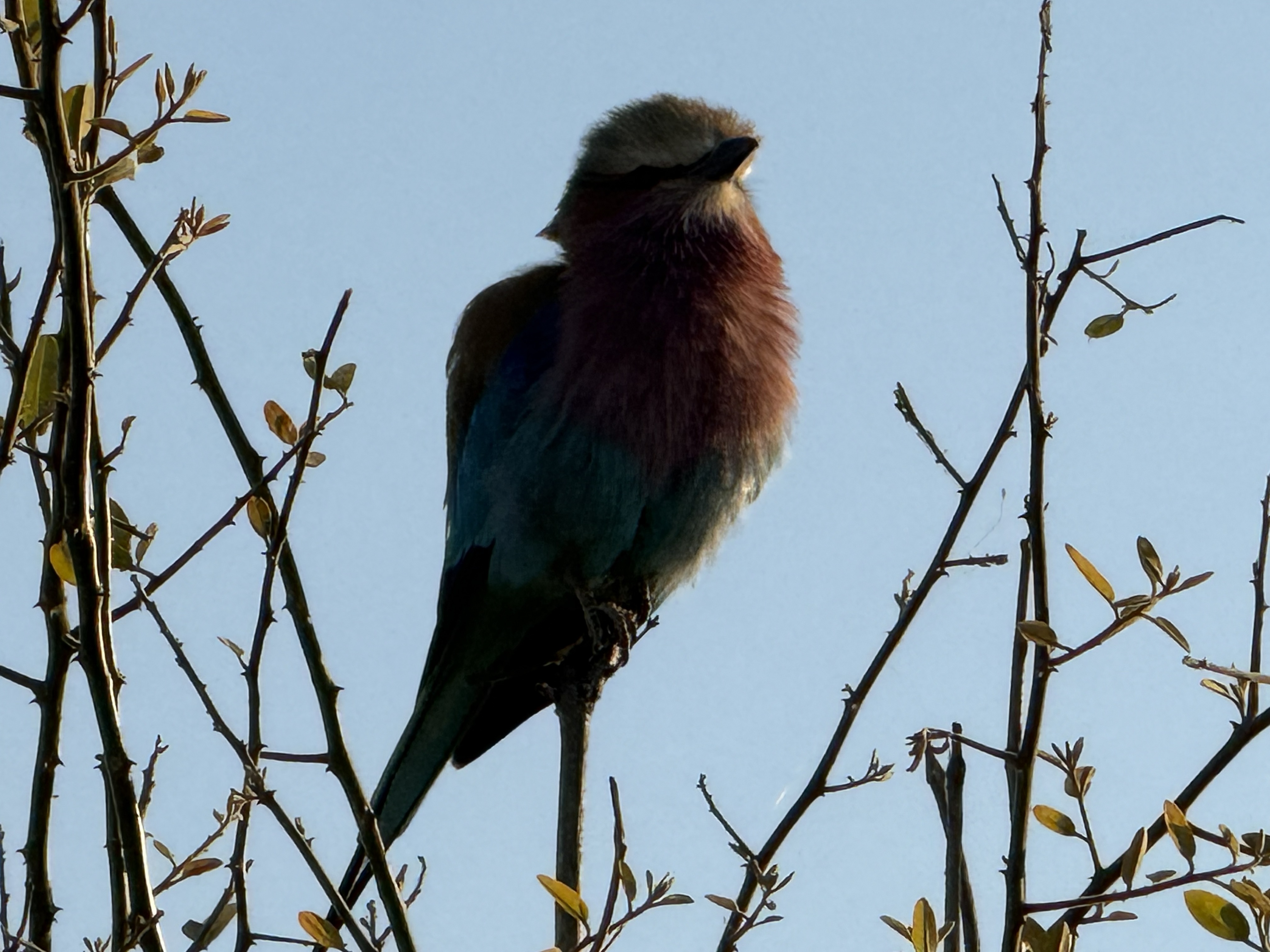 A lilac-breasted roller, and there is simply no arguing with it. Lilac throat, turquoise belly, blue wings, cinnamon back — eight colours on one small bird. It is often called Bots