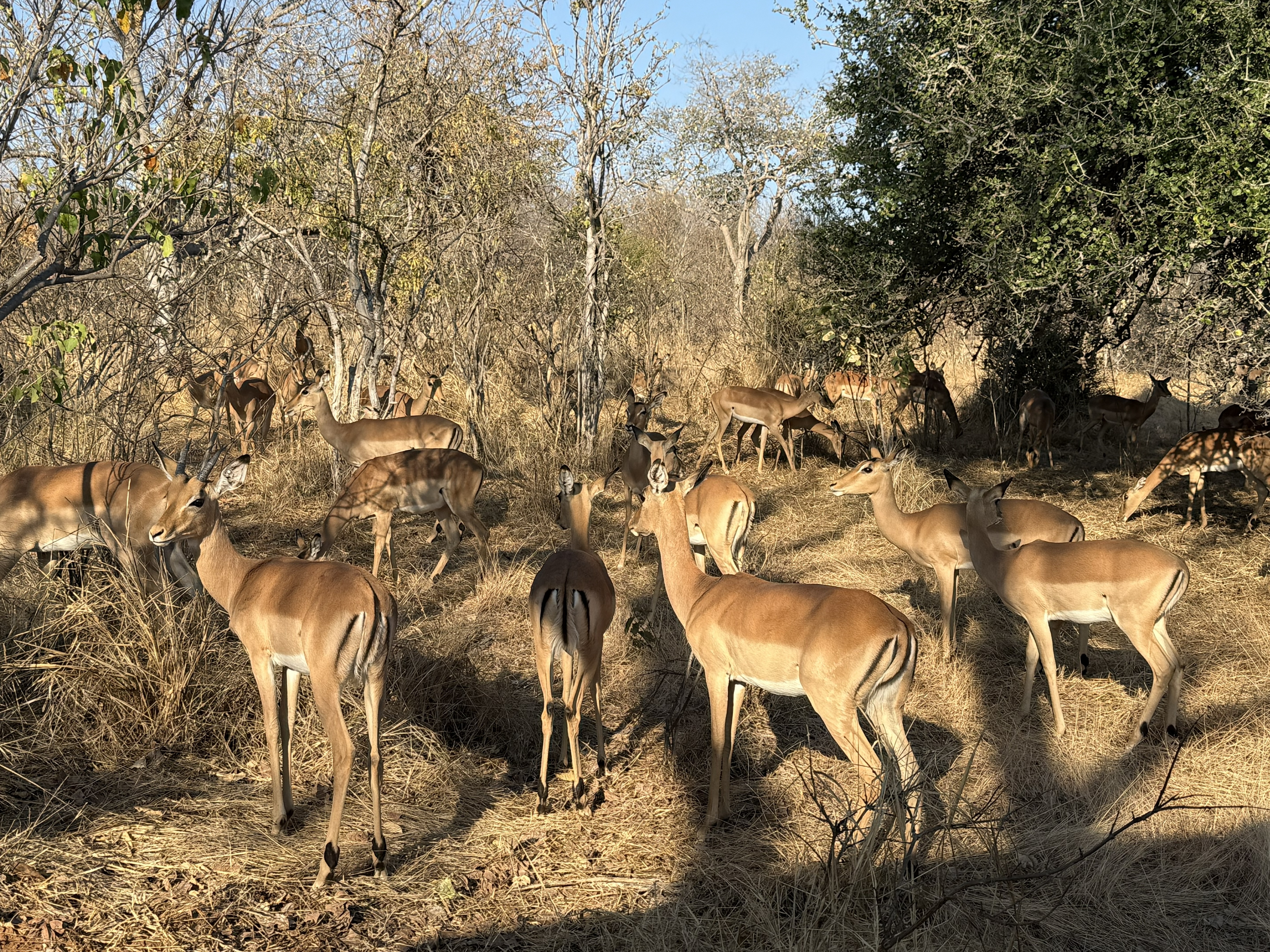 Impala, and then more impala, and then more. There are, remarkably, a great many at Chobe — the animal you photograph least and see most, moving through the bush in loose bright he