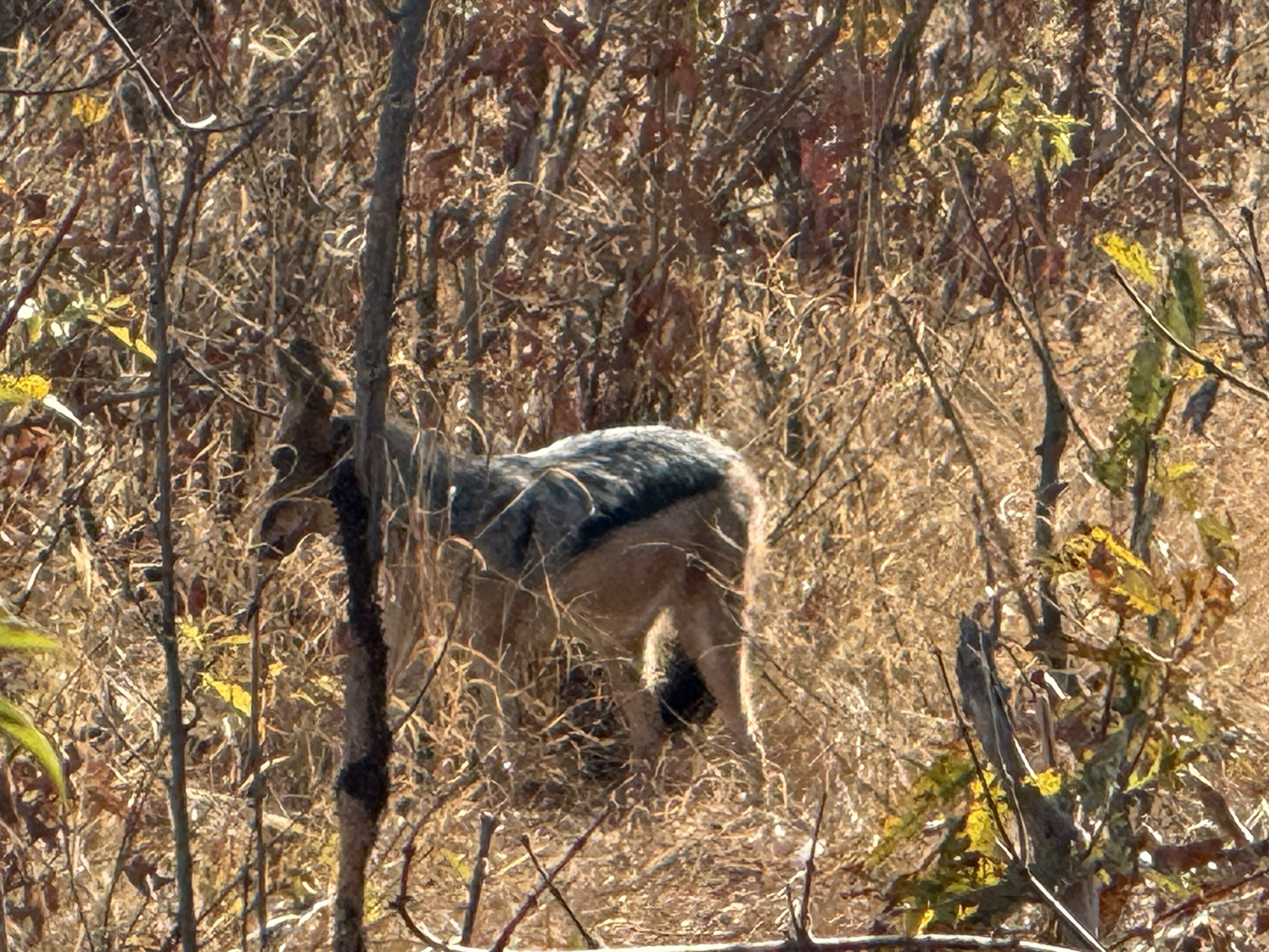 And at the edge of it all, a jackal — too small to compete, too clever to leave, waiting for a gap and a scrap. The opportunist's whole life is patience.