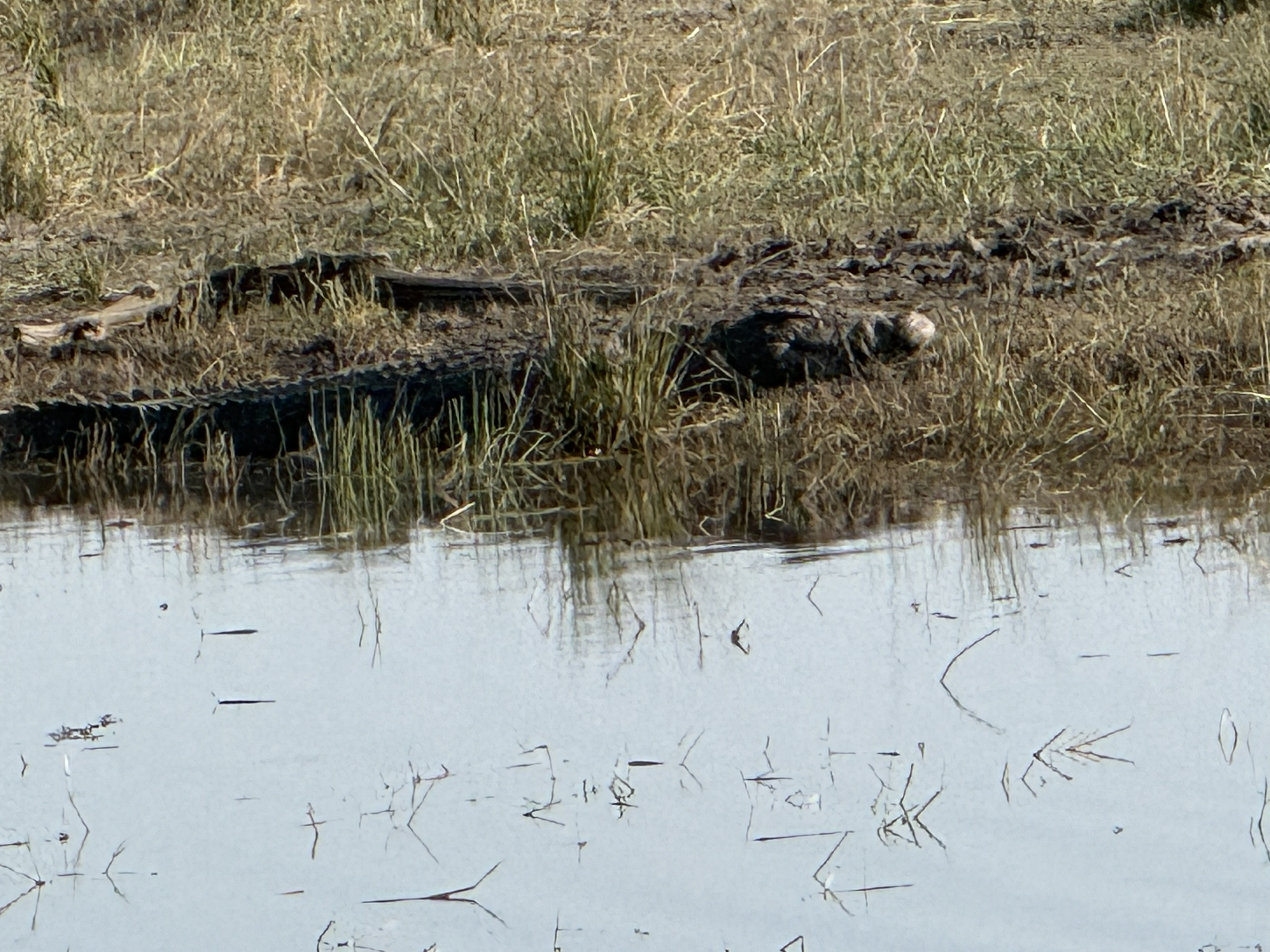 Two crocodiles on the bank, doing their impression of driftwood — which is exactly how they get close enough to matter.