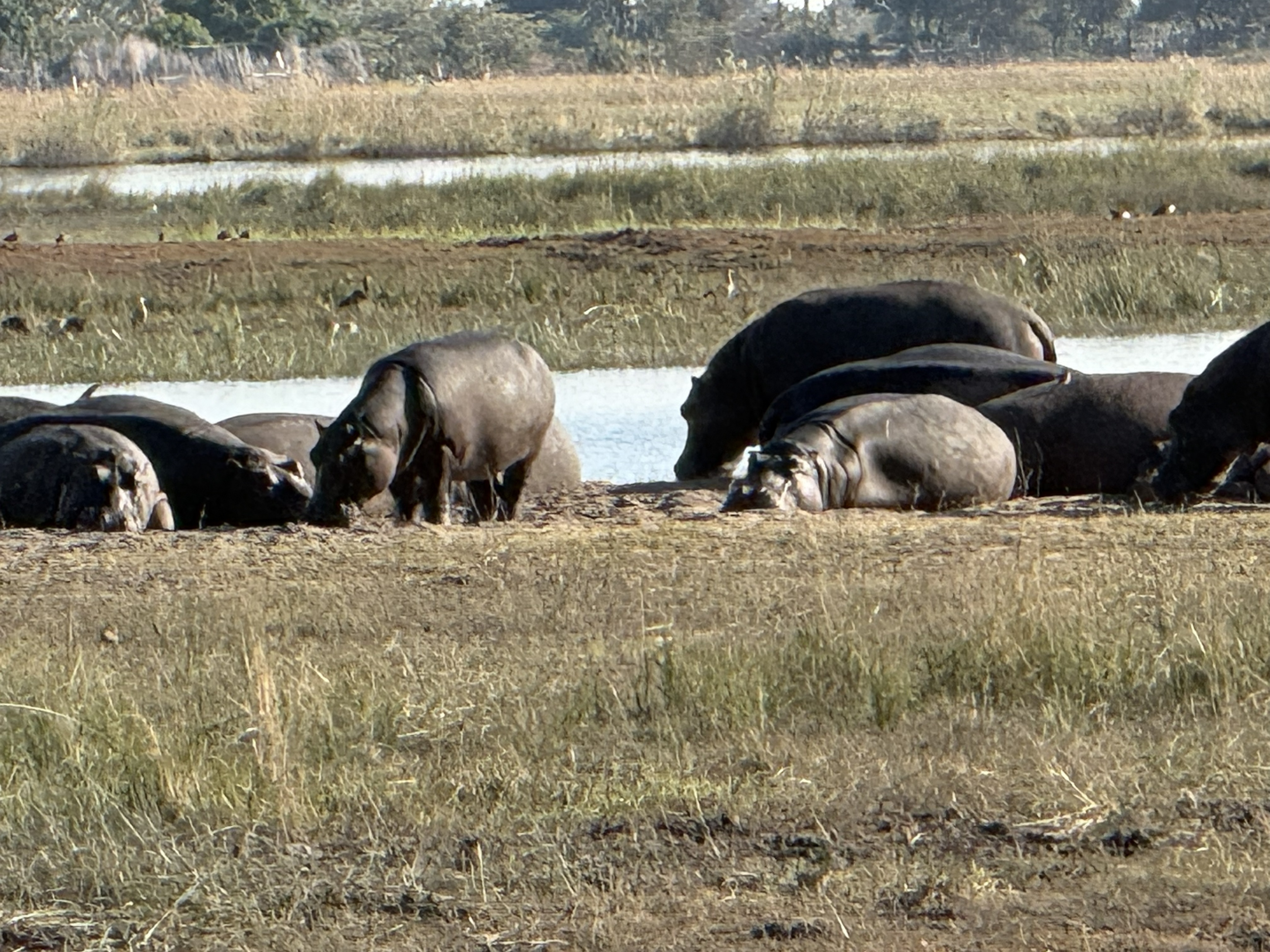 And a raft of hippos, hauled together in the shallows, looking comic and being anything but; they kill more people in Africa than any of the animals you are actually afraid of.