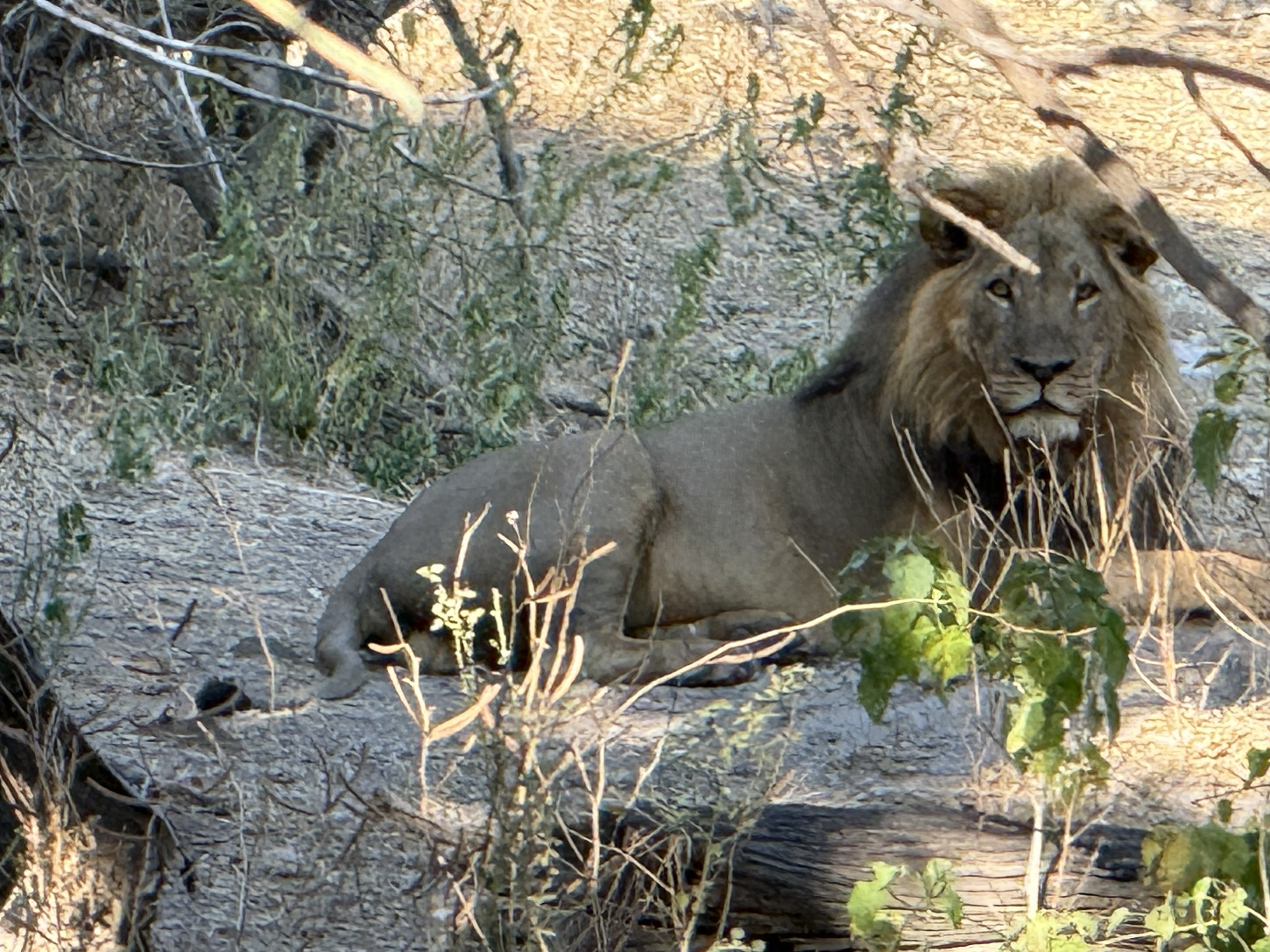 Another lion, flat in the grass, running the same twenty-hour programme as the first.