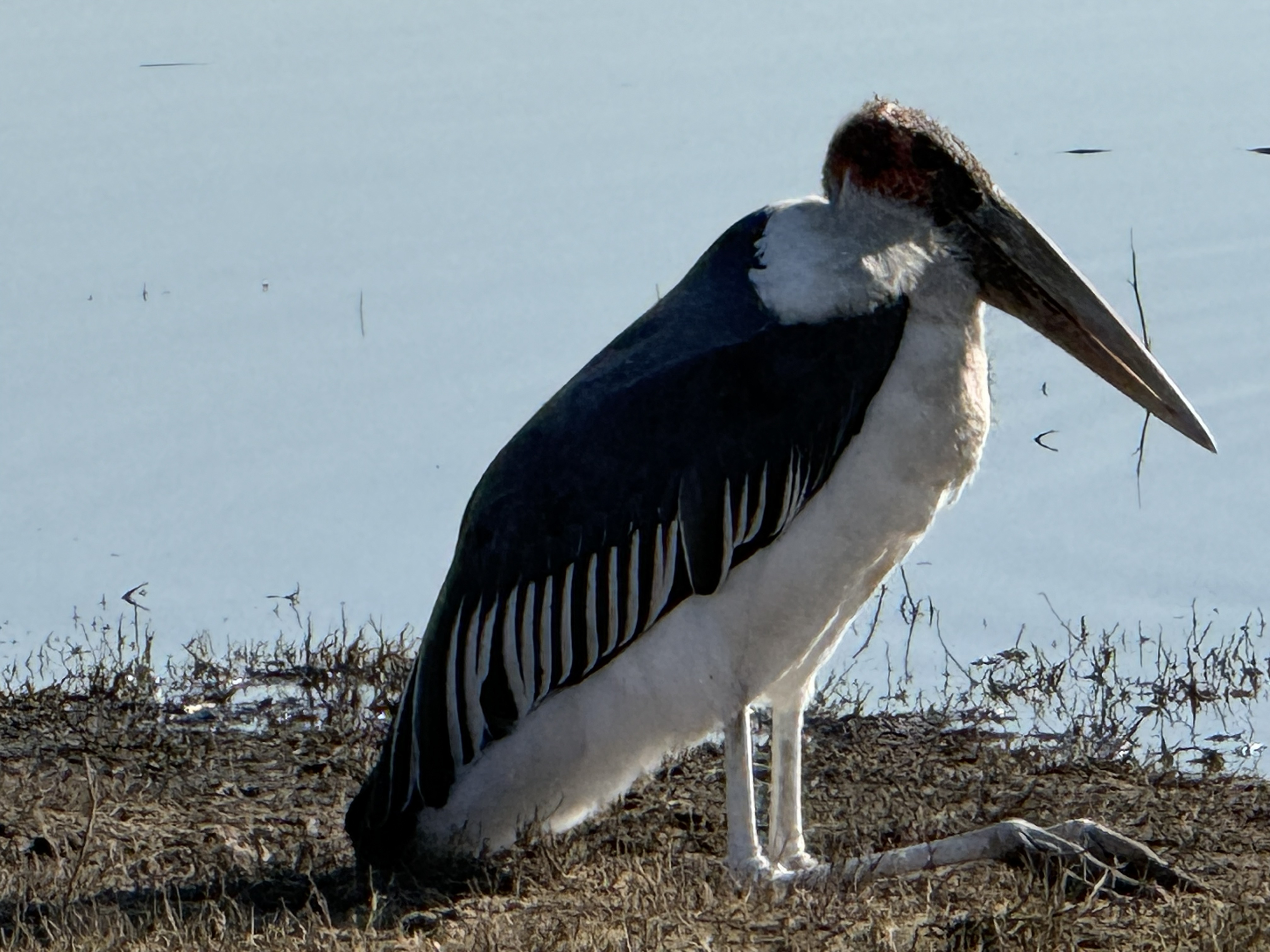 And the marabou stork again — bald, hunched, undertaker-grim, and, after a morning spent watching things eat a dead elephant, suddenly right at home.