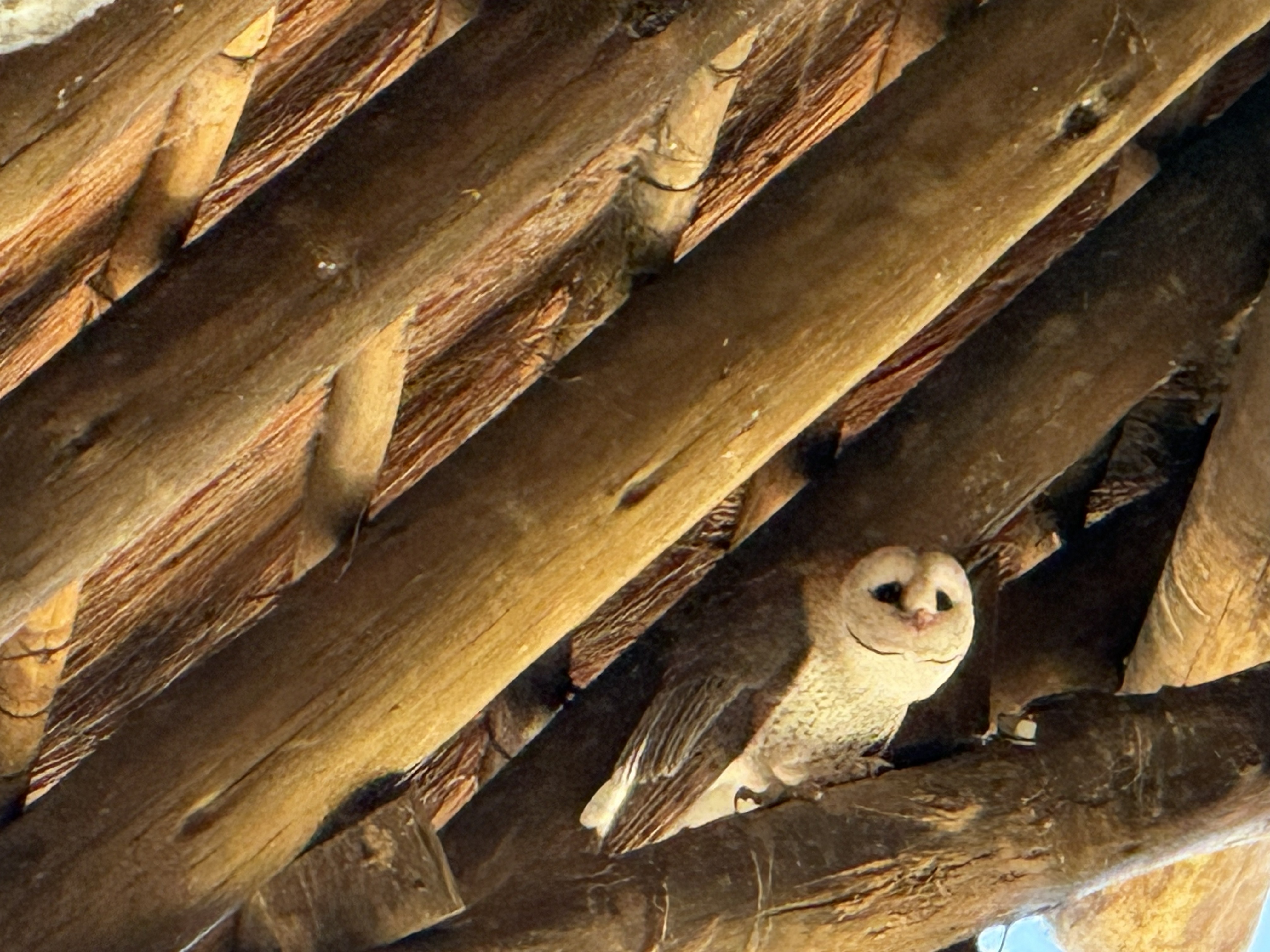 And, tucked up in the roof of the lodge, an owl — pale, still, and watching the lot of us with the patience of something that owns the night shift.
