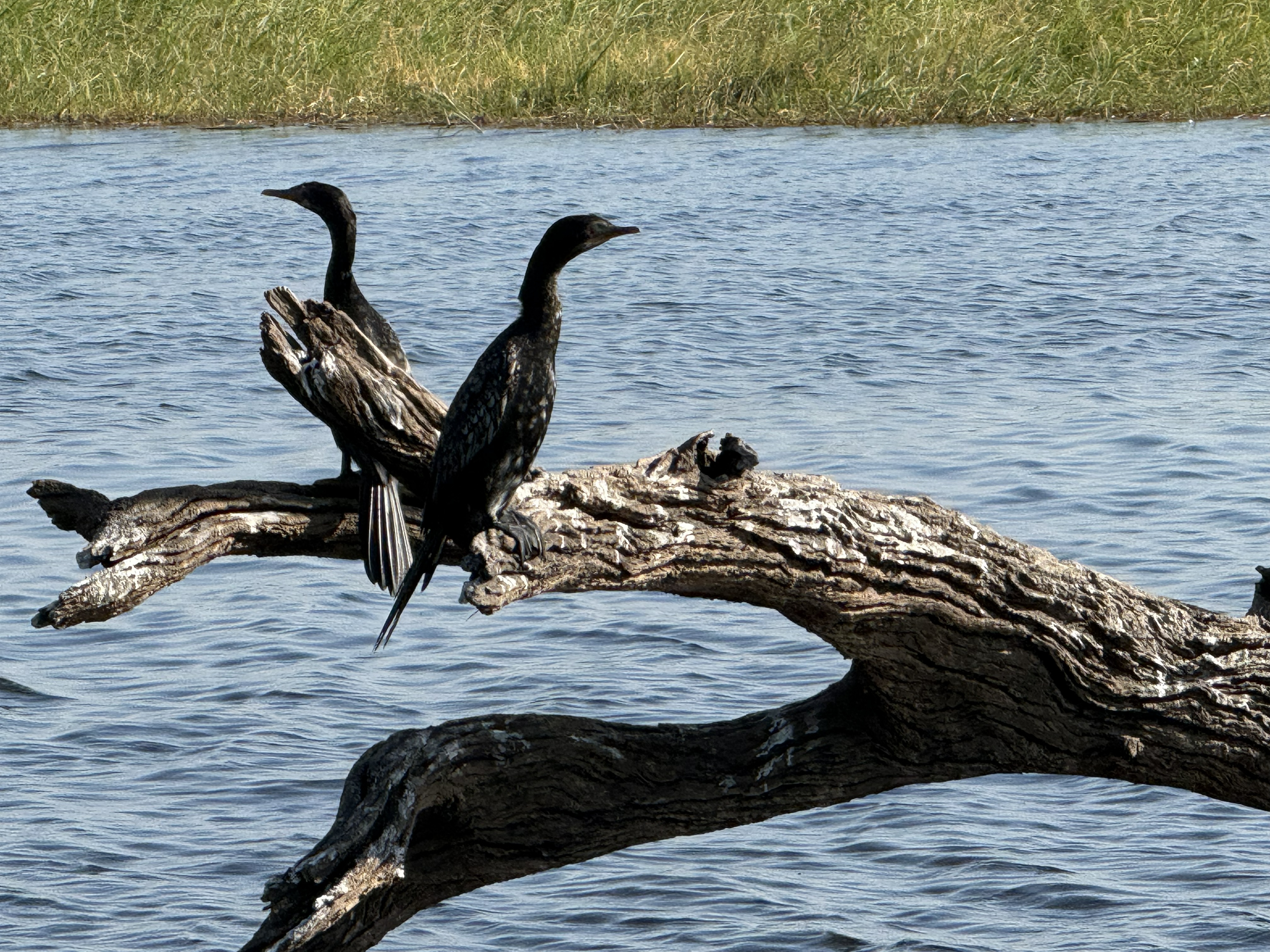 Cormorants on a dead branch over the water, wings spread to dry — their feathers aren't fully waterproof, which is the price they pay for being able to chase fish underwater.