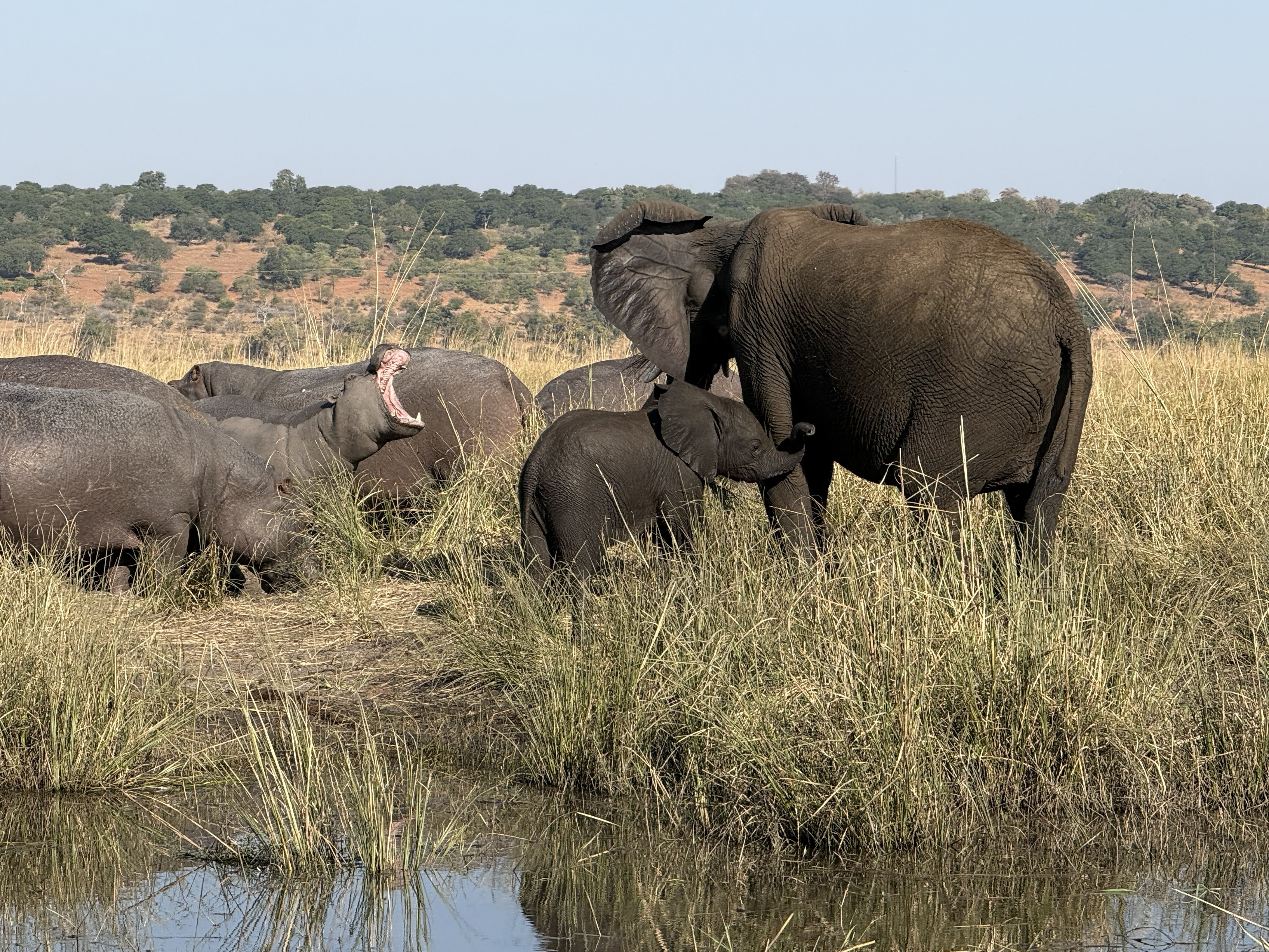 Hippos and elephants sharing the same green shallows — the two heaviest animals on the river, keeping their own counsel.