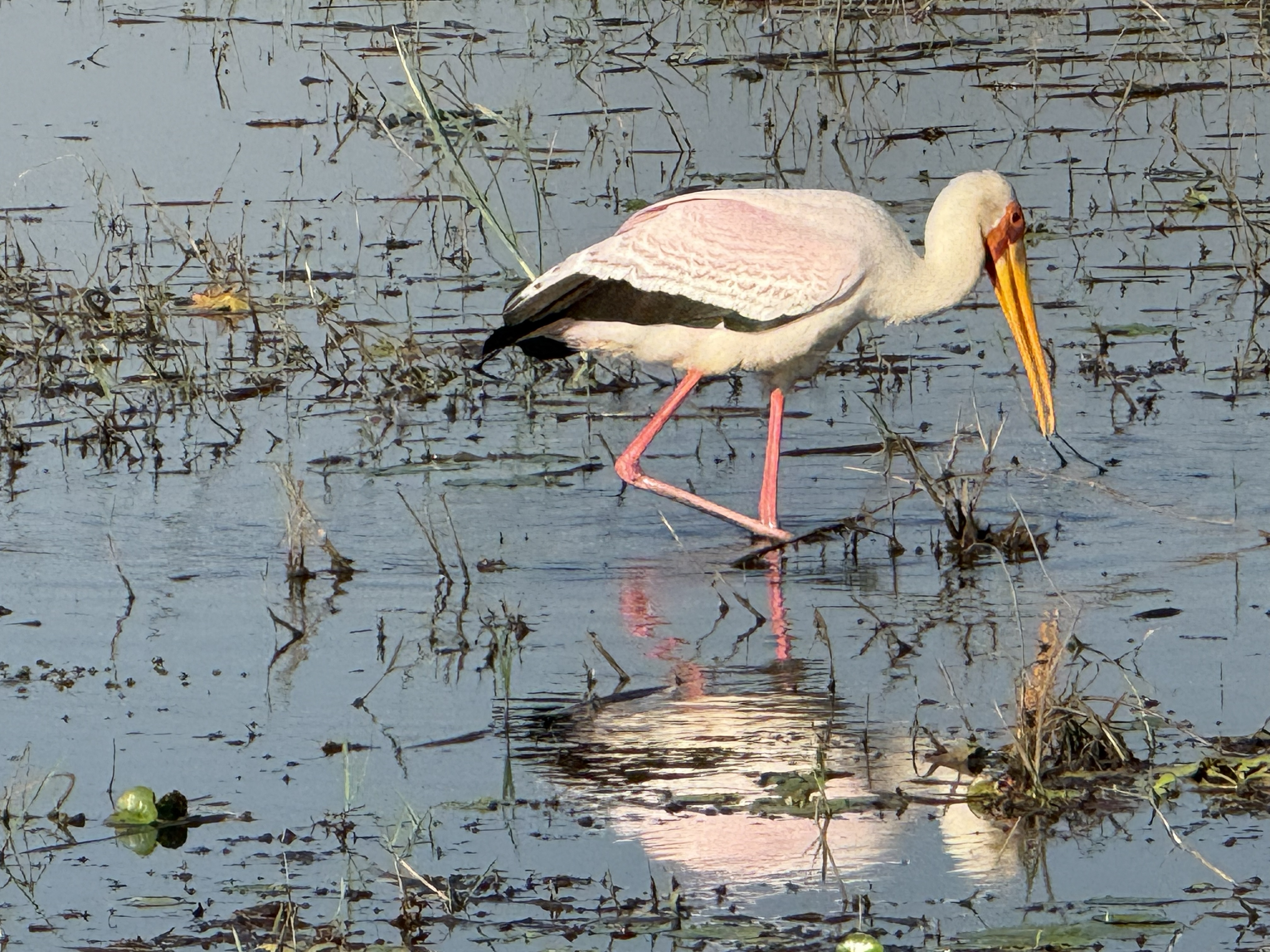 A yellow-billed stork wading its reflection, that long down-curved bill held ready.