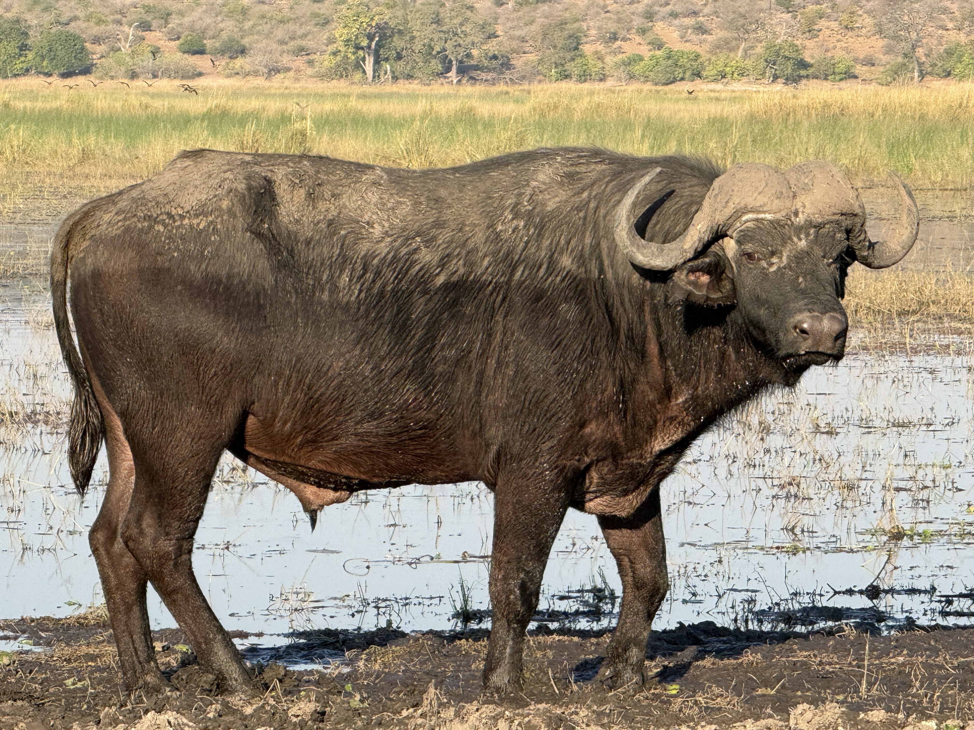 A Cape buffalo at the water's edge, giving us the flat, unimpressed stare that buffalo give everything.