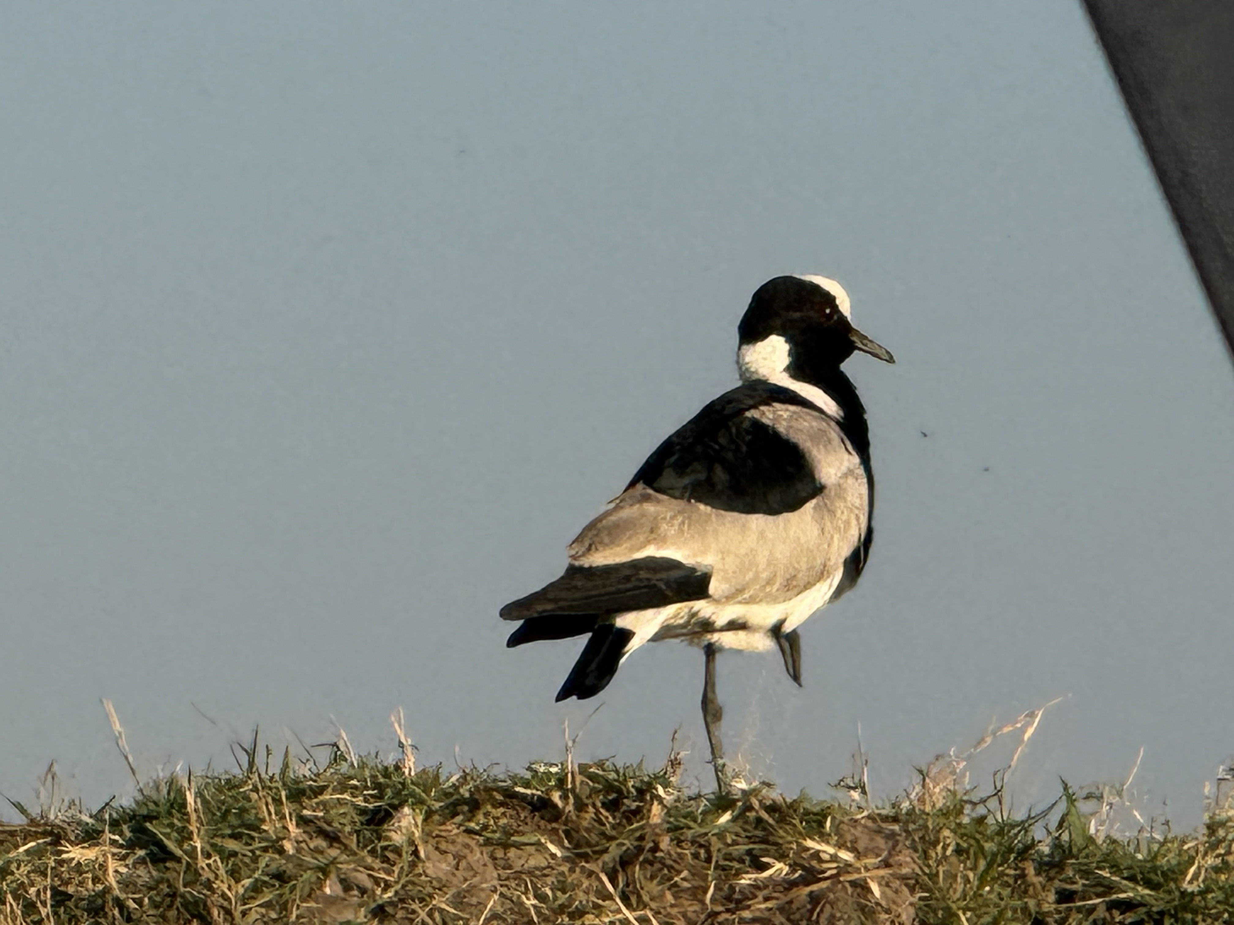 A blacksmith lapwing, named for its call — a sharp metallic “tink” like a hammer on an anvil.