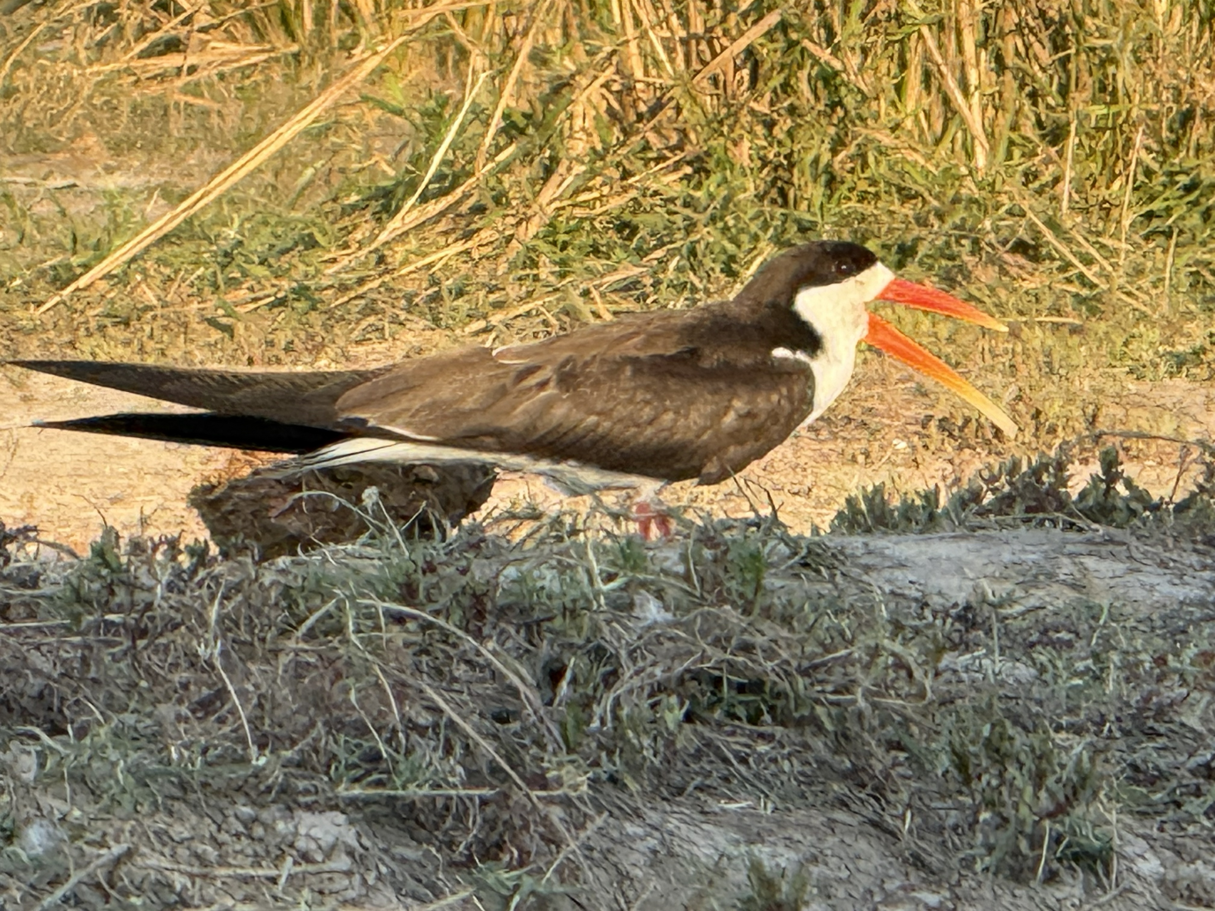 And the prize: an African skimmer. Its lower bill is longer than its upper, so it flies low with that blade slicing the surface and snaps shut on any fish it touches. Chobe is one 