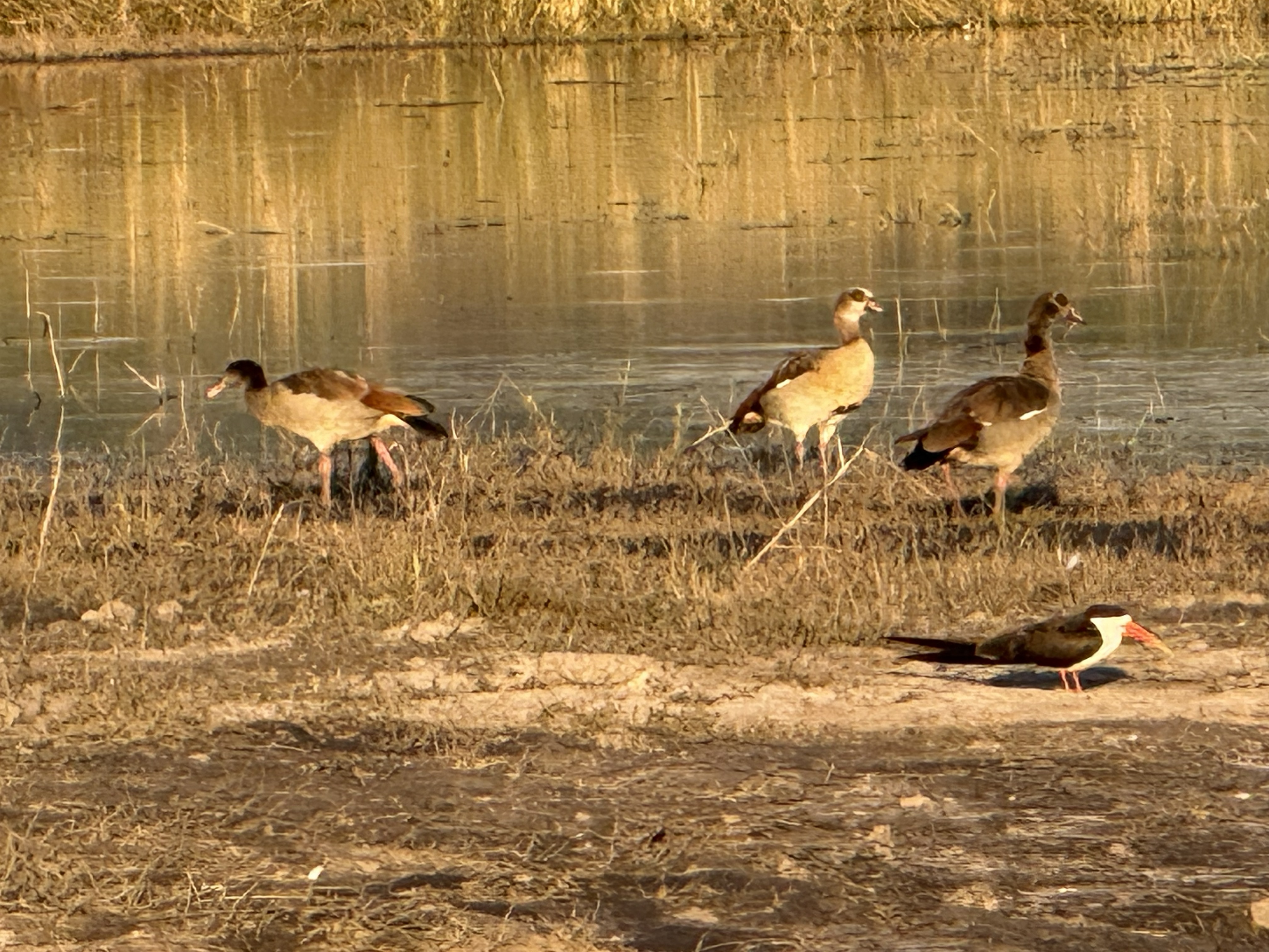 A raft of ducks out on a sandbar — whose exact species remains, at the time of writing, a matter of unresolved and cheerful debate.