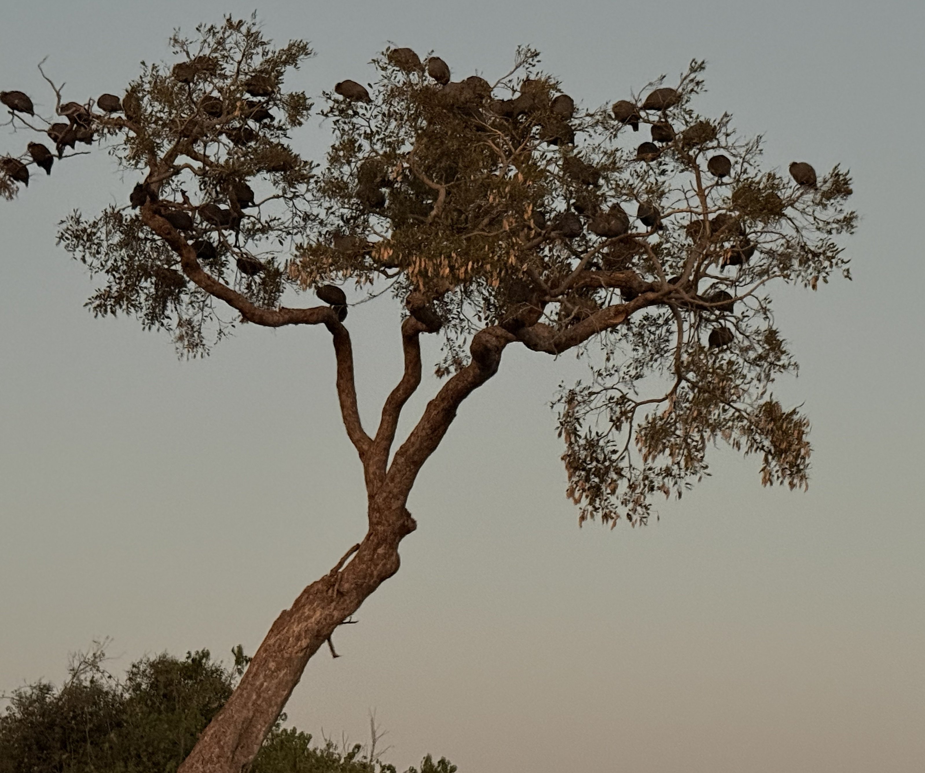 Guineafowl, roosting up a tree at dawn — which is where they spend the night, safely off the ground, before clattering down to spend the day being guineafowl.