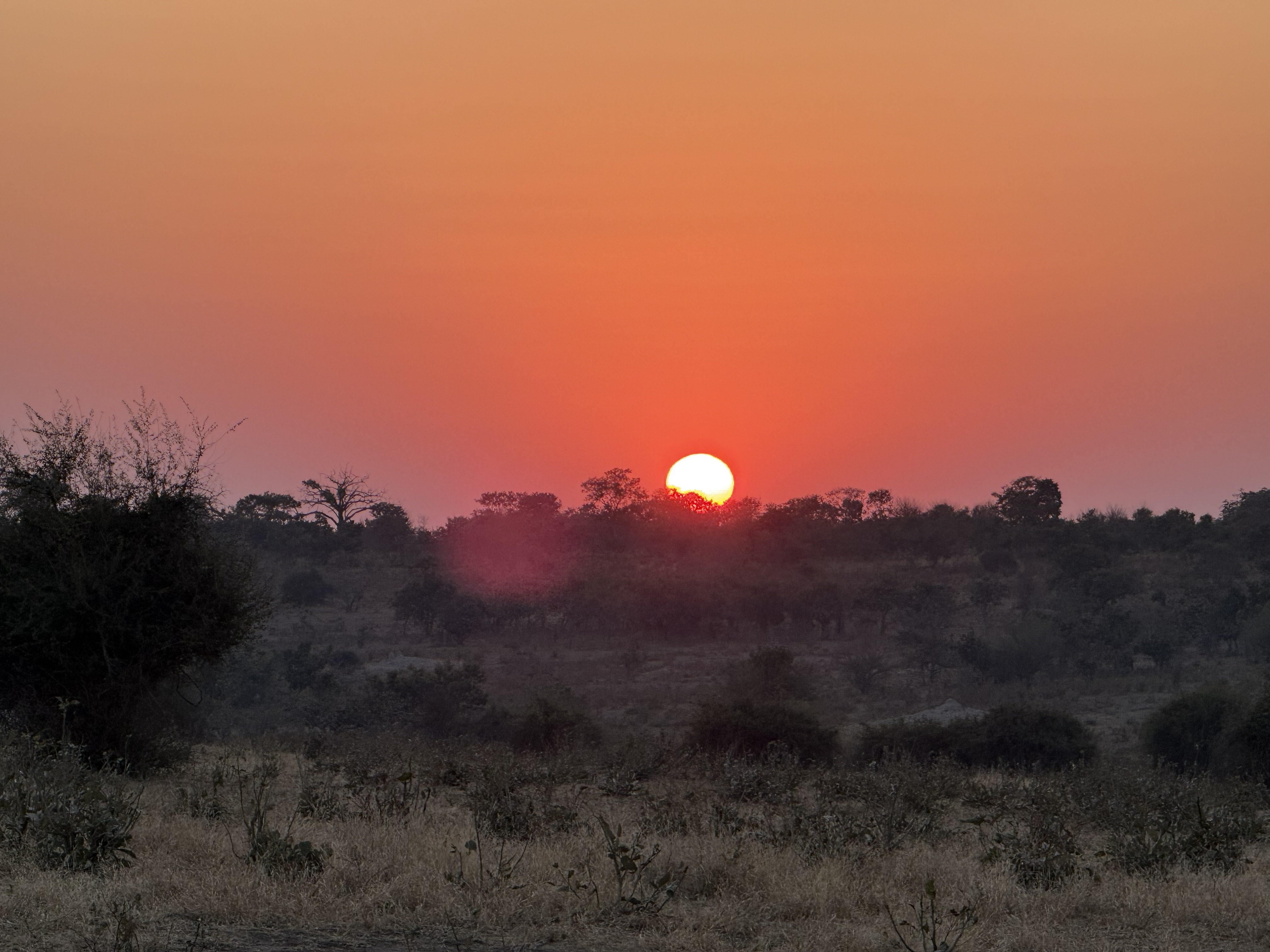 Sunrise over the bush, the river somewhere off to the side, the day still deciding what it would be.