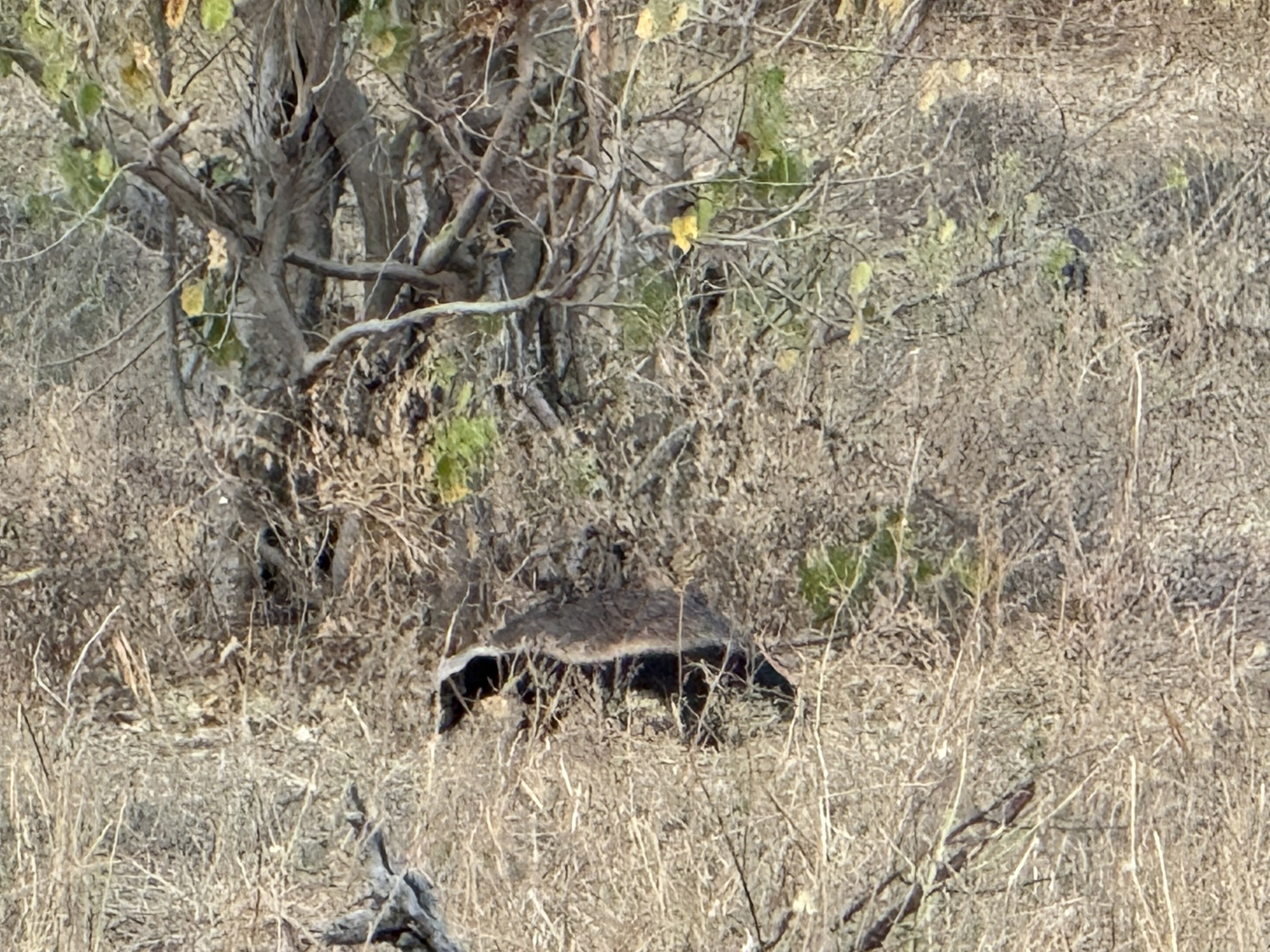 The honey badger — Bonnie's find. Famous for a fearlessness that borders on the unhinged (it has been known to see off lions), it is also nocturnal, wide-ranging, and genuinel