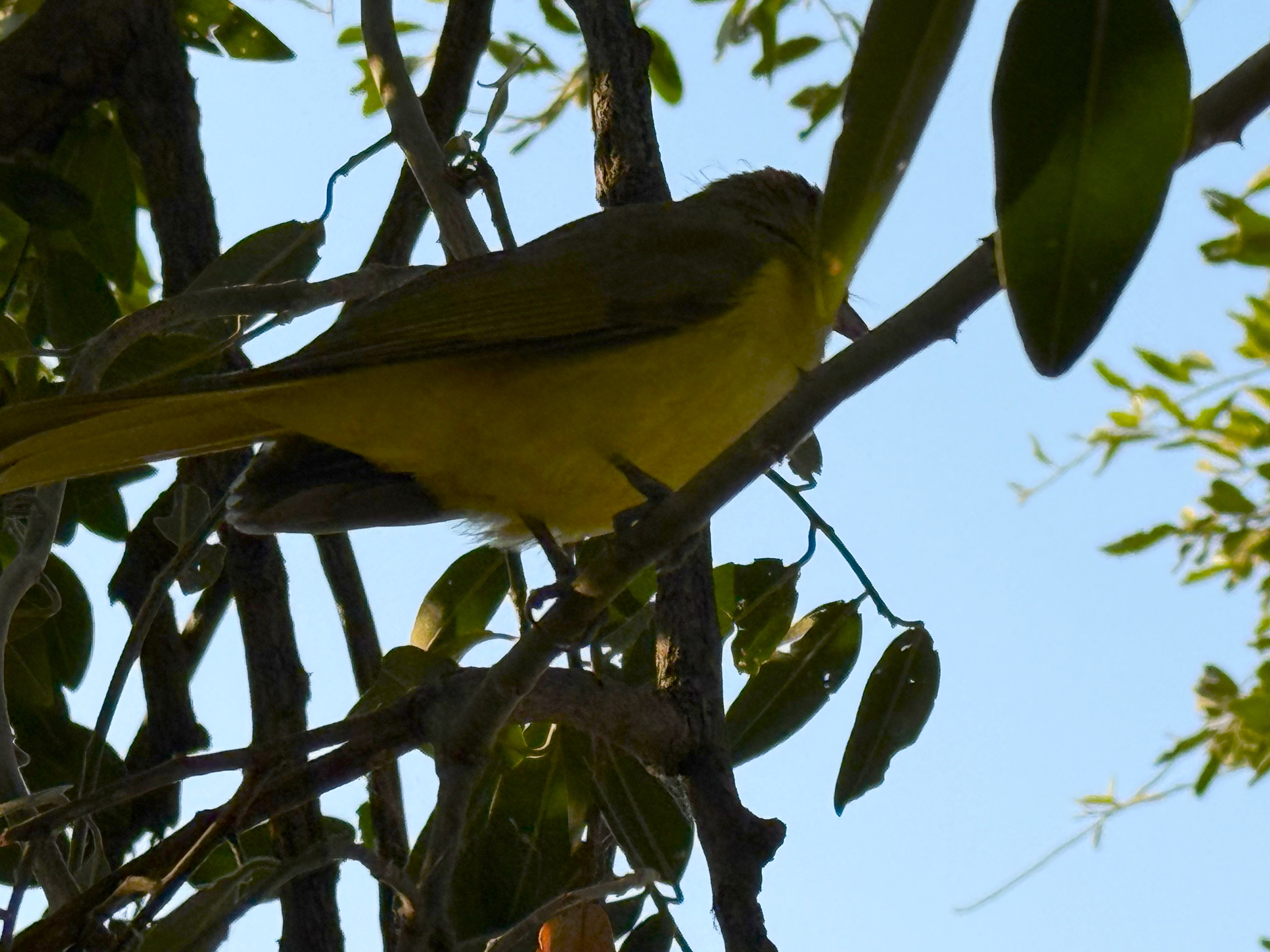 A yellow-bellied greenbul in the thicket nearby — lemon underneath, olive above, with the pale eye and the faintly scruffy look of the bulbul family. A skulker of dense riverine gr