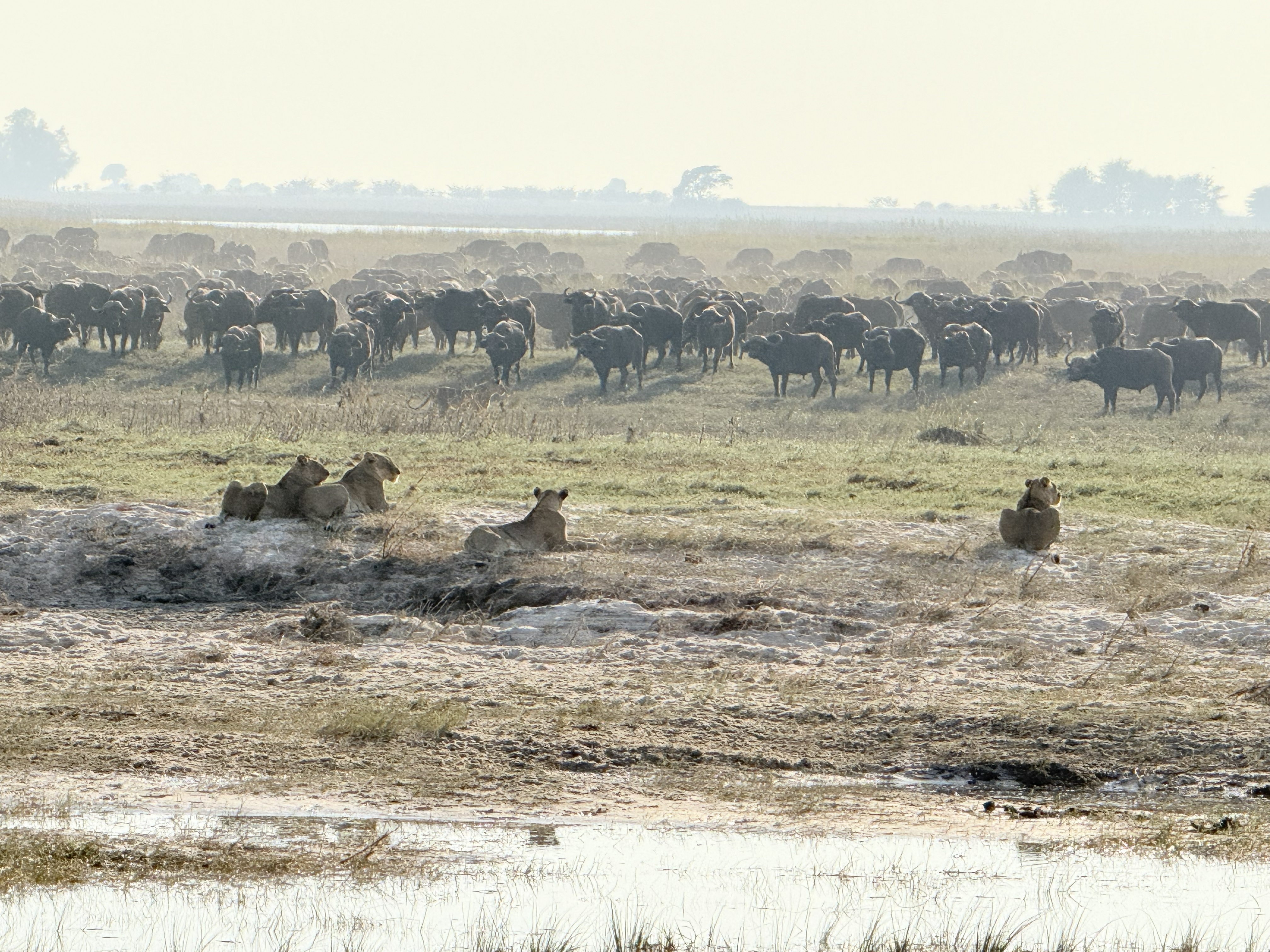 The standoff. Lionesses in the foreground; behind them, the buffalo herd that would not be broken. The lions would charge, the buffalo would form up, the lions would retreat — over