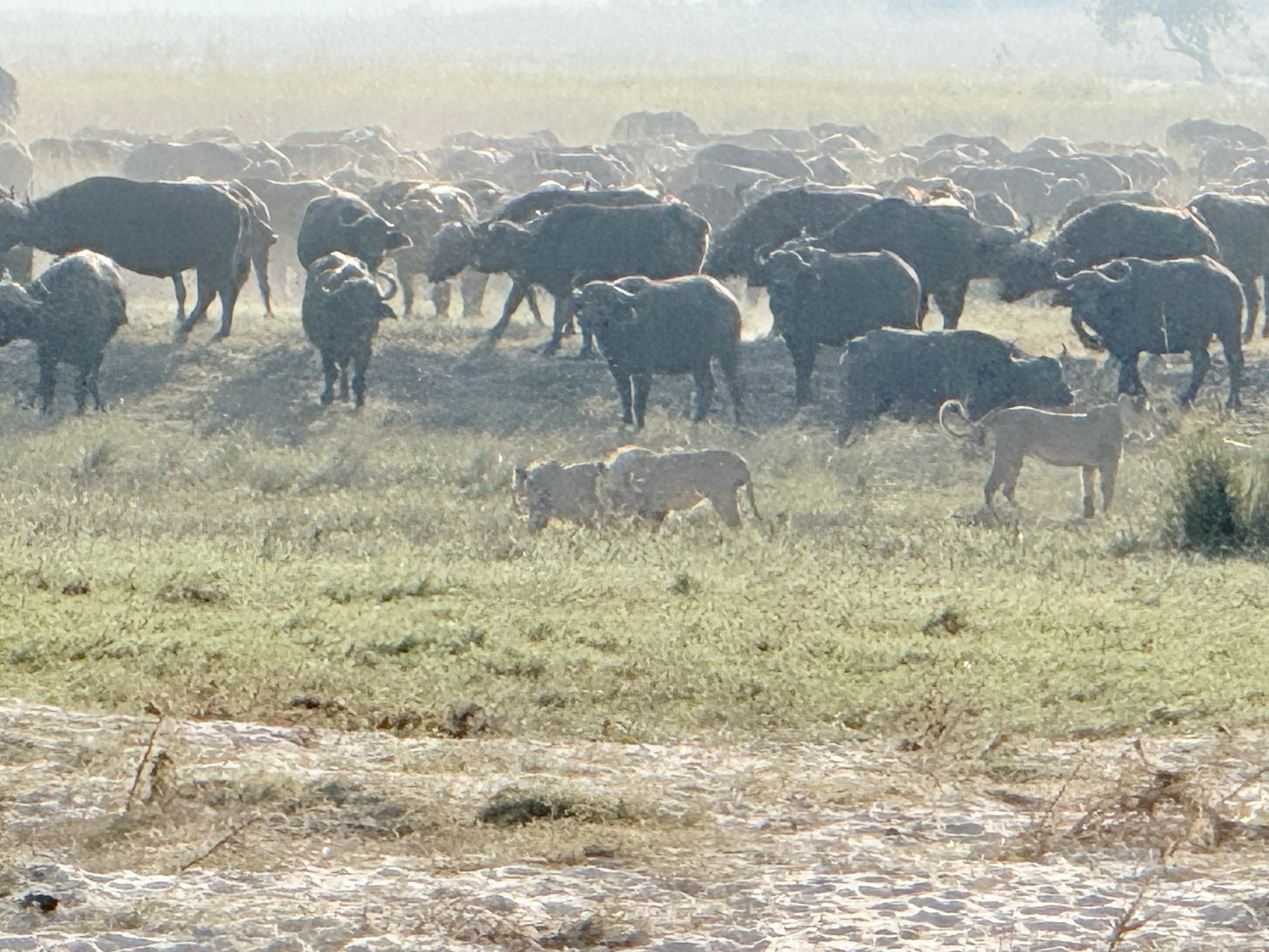 The herd, holding its nerve. A Cape buffalo herd that keeps its discipline is one of the few things on the plain a lion cannot solve alone — and these lions, Dylan reckoned, were n