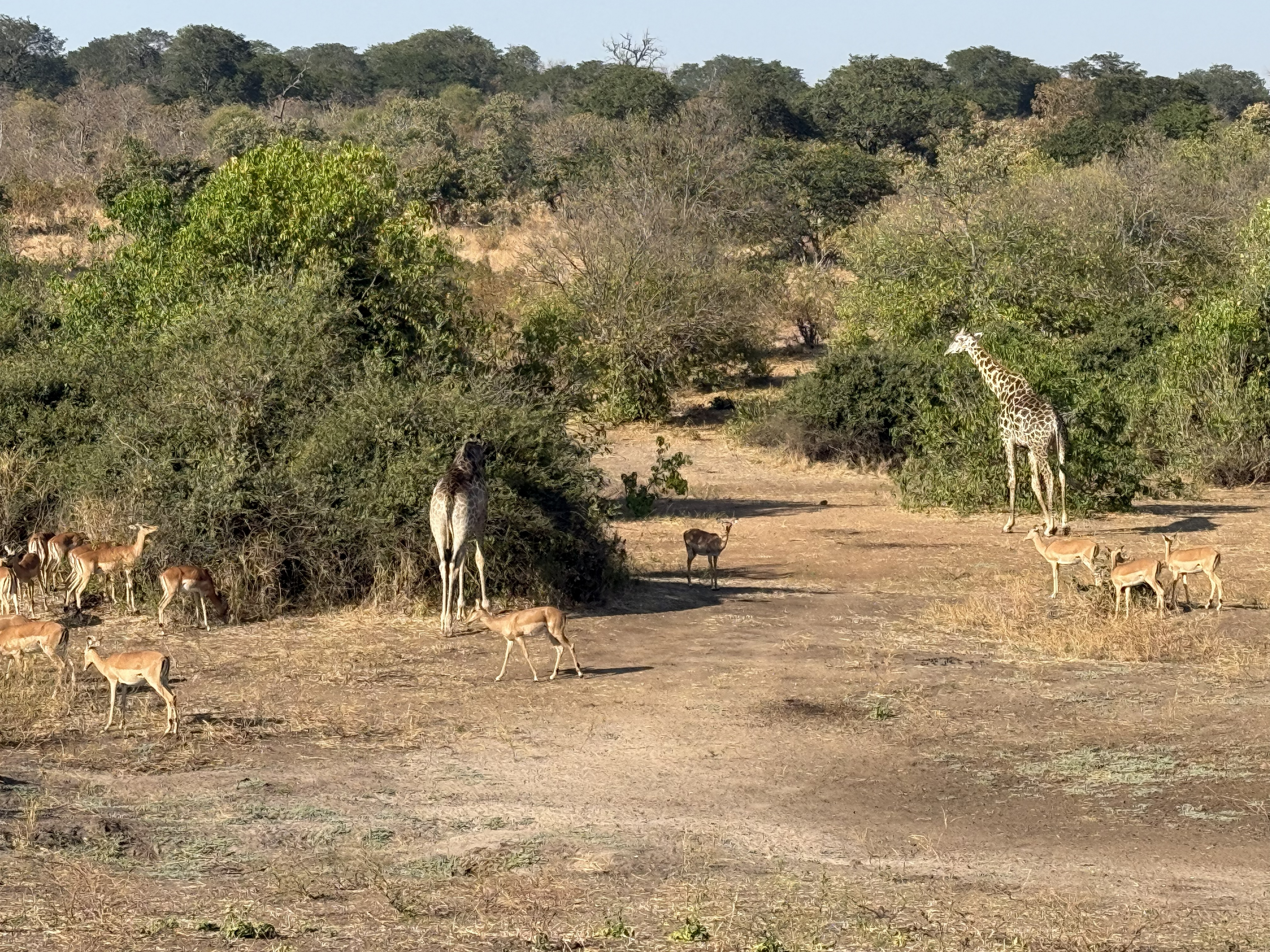 One last gift from Chobe on the way out — the scene I kept calling our “Wild Kingdom” moment, after the old television show. Two giraffes and a scattered herd of impala sharing a s