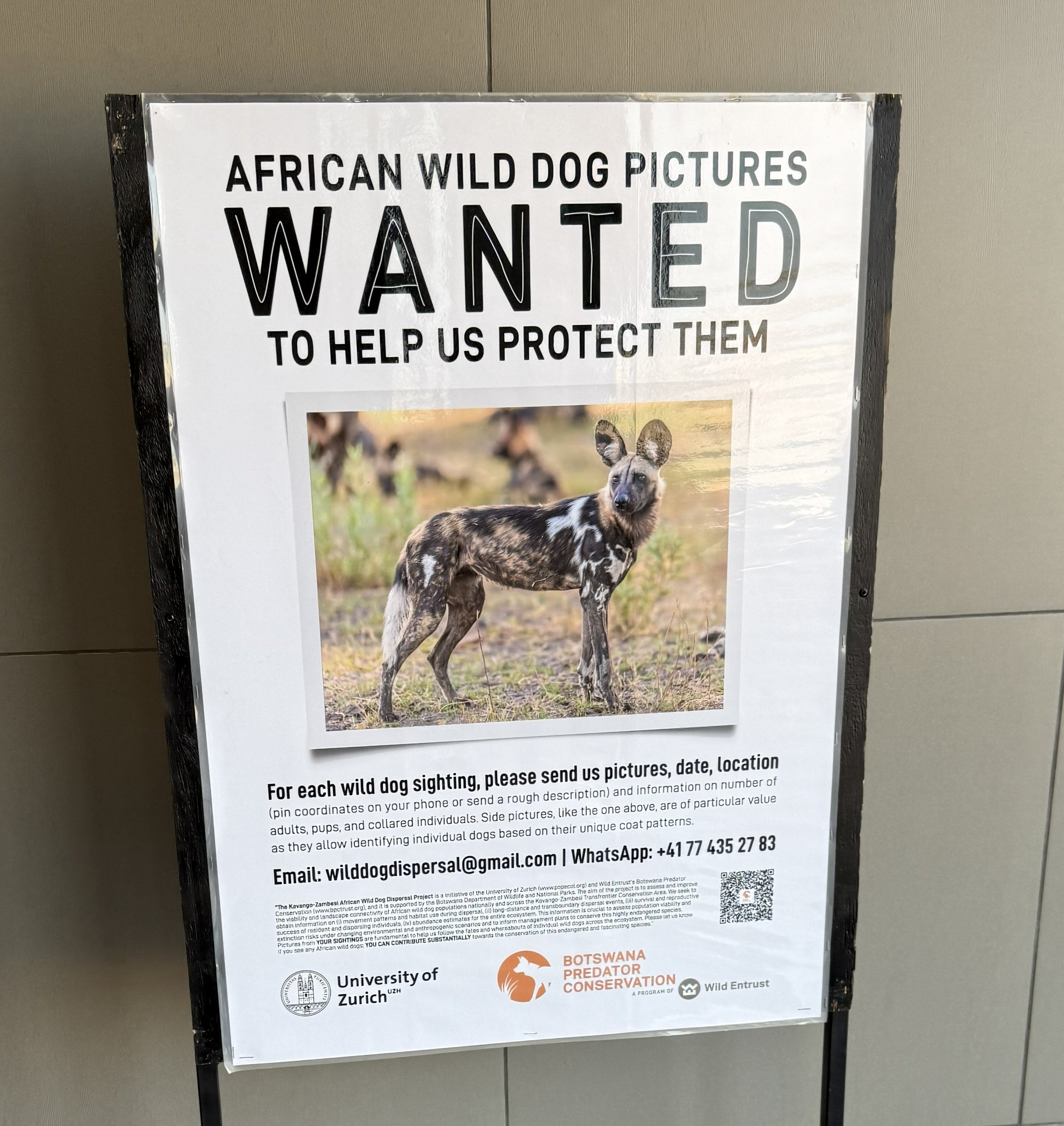 A conservation poster at the strip: “AFRICAN WILD DOG PICTURES WANTED.” I had, at this point, spent eleven days wanting exactly that and coming up empty. It felt less like a sign t