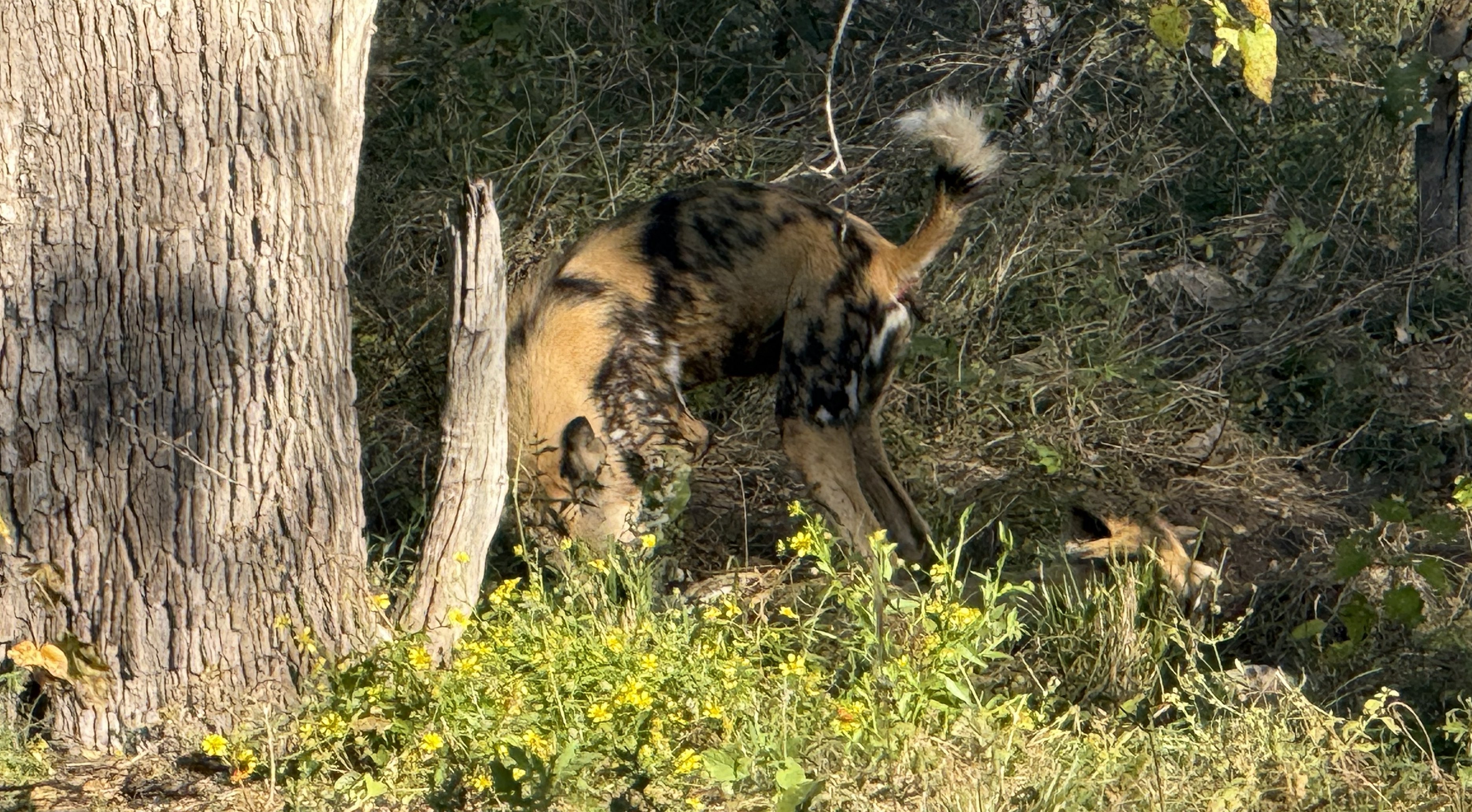And then more, resolving out of the shade one by one, until the whole pack was in front of us.