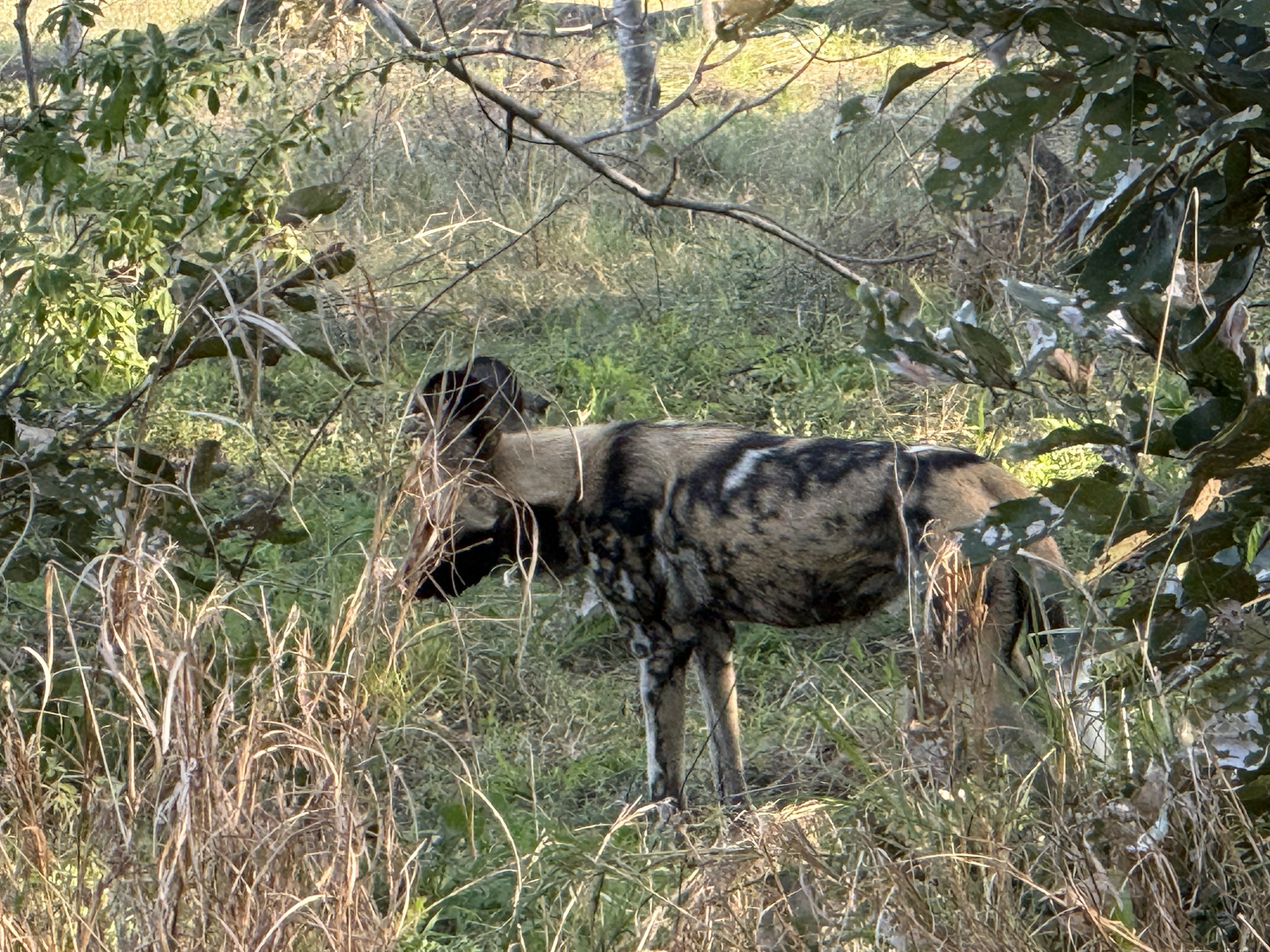 The pack. Painted dogs live and hunt as a single social unit, and to see them all together — ears up, alert, entirely unbothered by the truck — is the sighting people plan whole tr