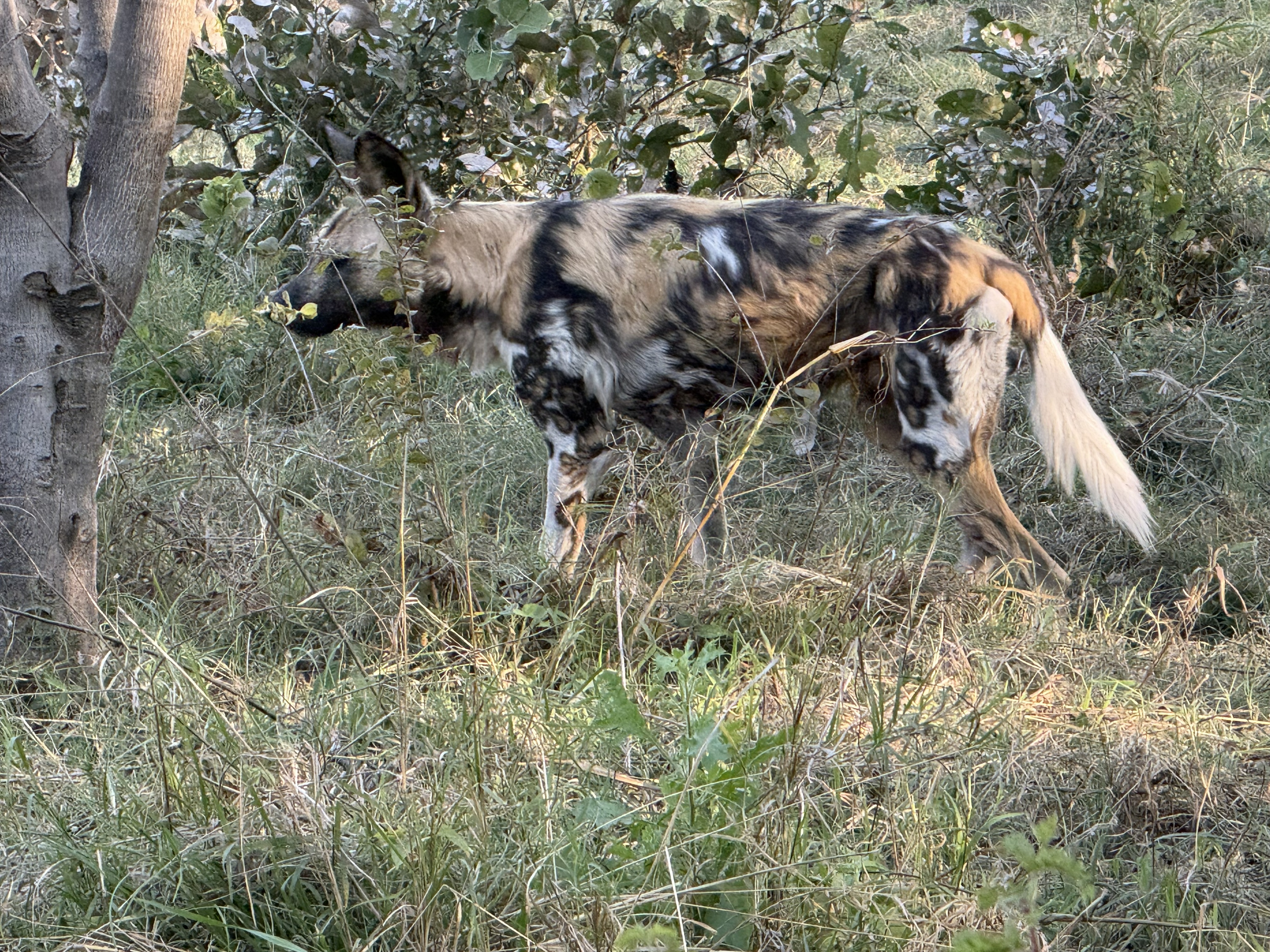 Moving off through the grass — they are almost never still for long; a pack can cover astonishing ground in a day.