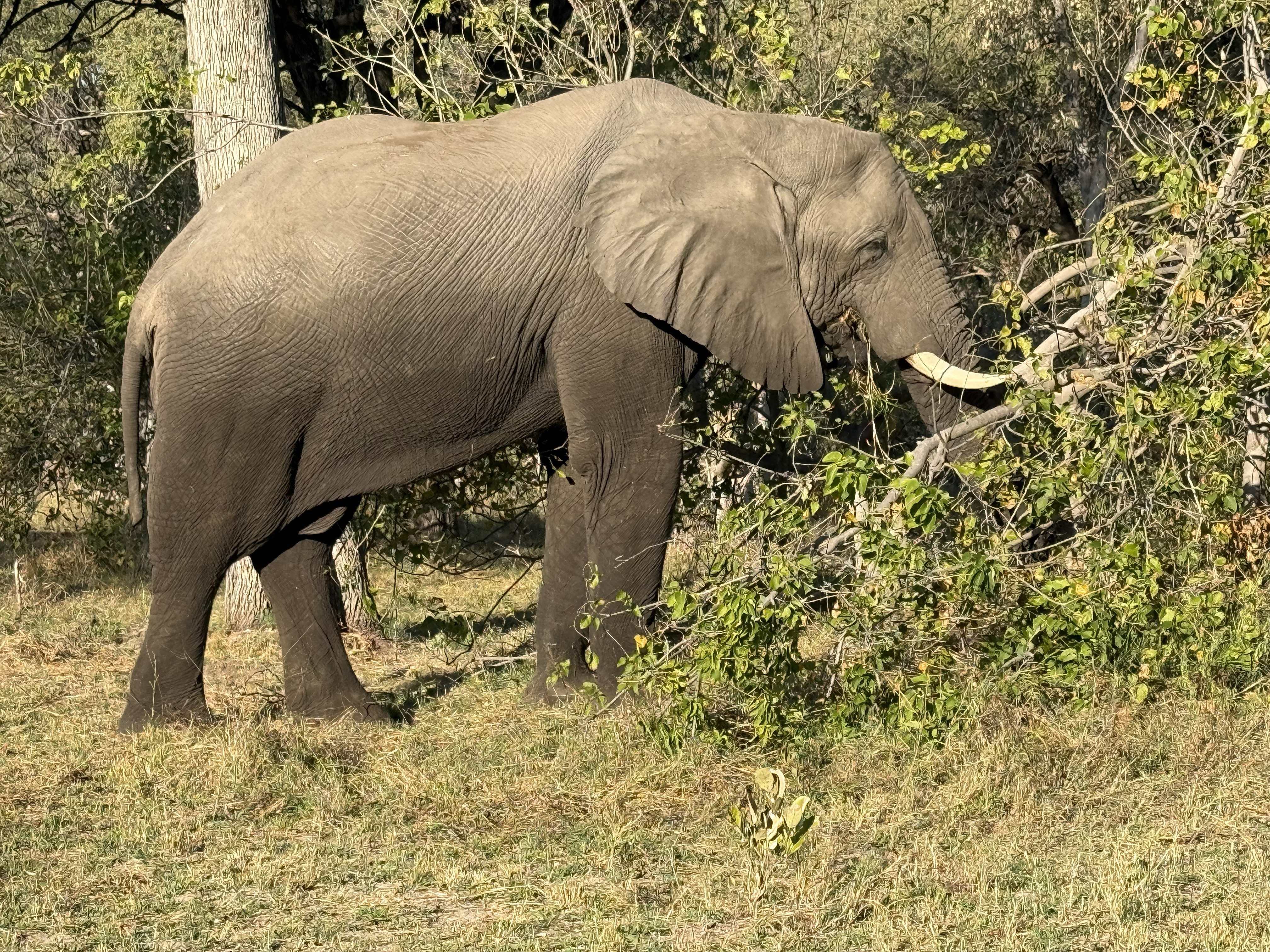 An elephant, browsing the green. Even the elephants feel different in the Delta — this is the country where they wade the channels and swim the deeper water, trunks up like snorkel