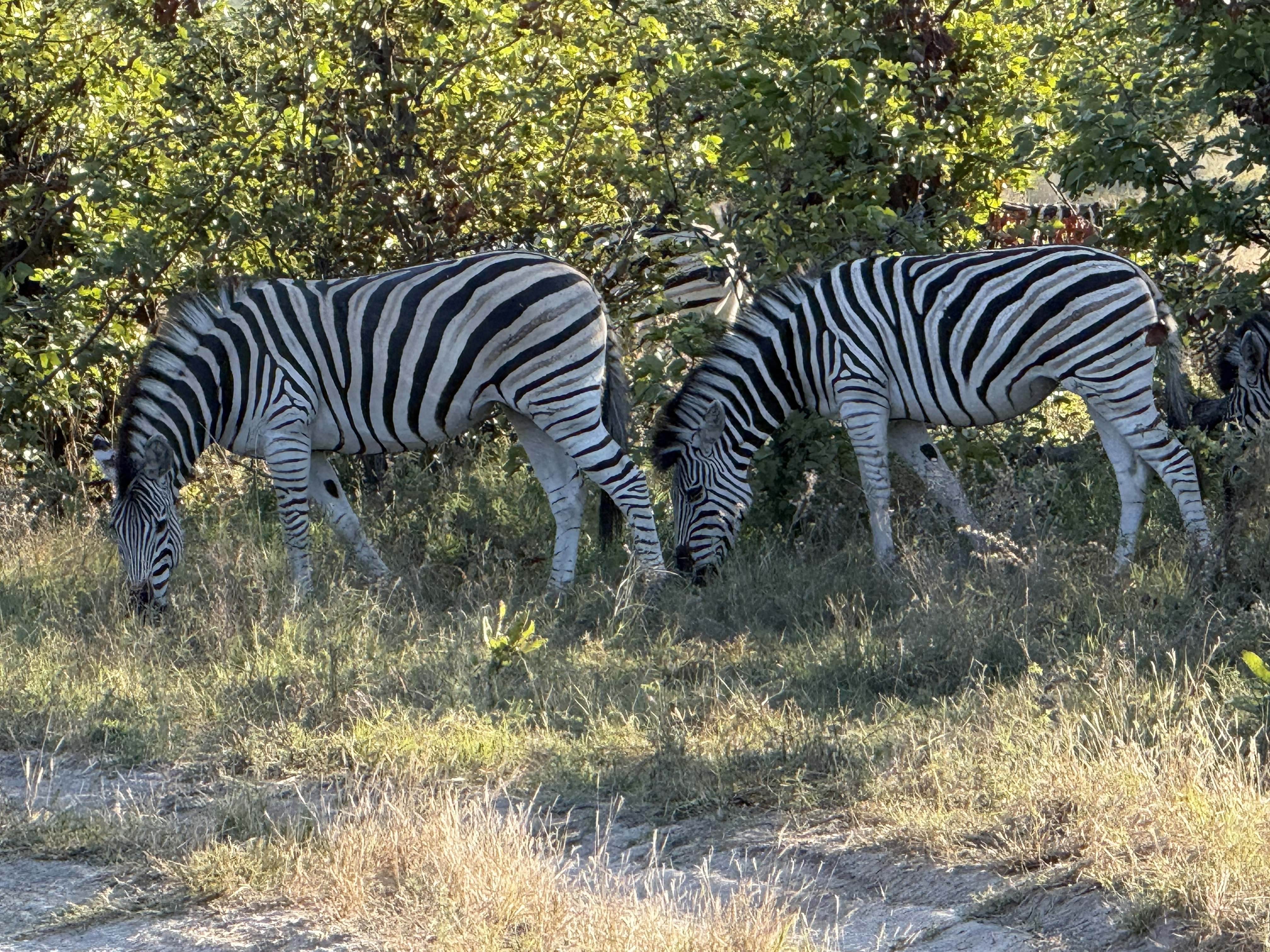 And a dazzle of zebra, which is the actual and entirely correct collective noun, and which no one should ever be asked to improve upon.