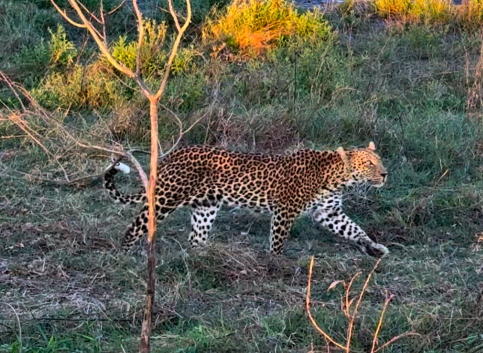 The first of them, walking out into the open. The leopard is the hardest of the big cats to see — solitary, nocturnal, a genius of not being found — and here was a mother strolling
