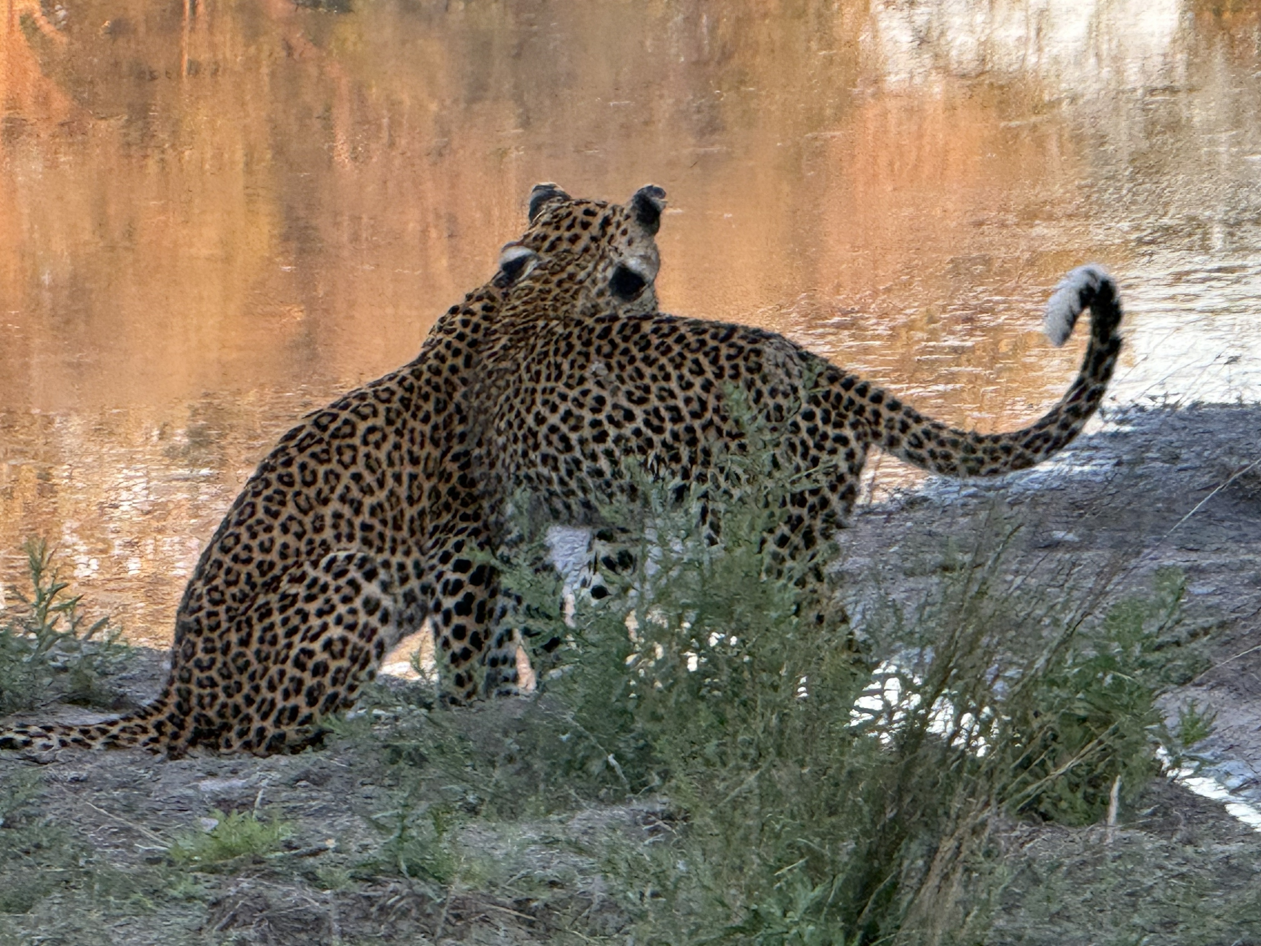 The cub, up on its feet behind her, tail curled into that big question mark — the whole time we watched, it could not hold still.