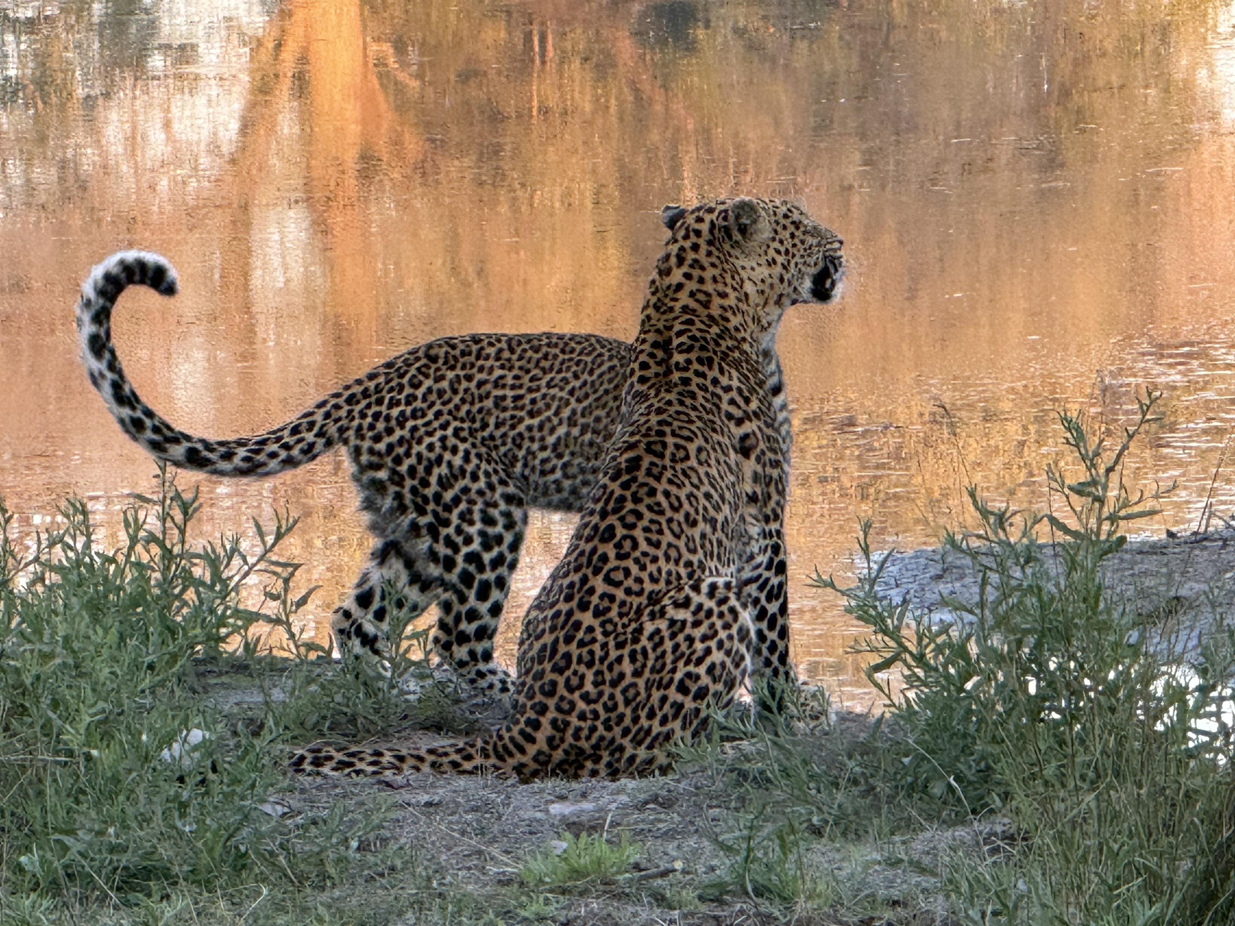 Mother and cub together at the water's edge, the pool behind them gone molten in the low sun. The cub kept springing about; she kept sitting. This is the photograph — eleven d