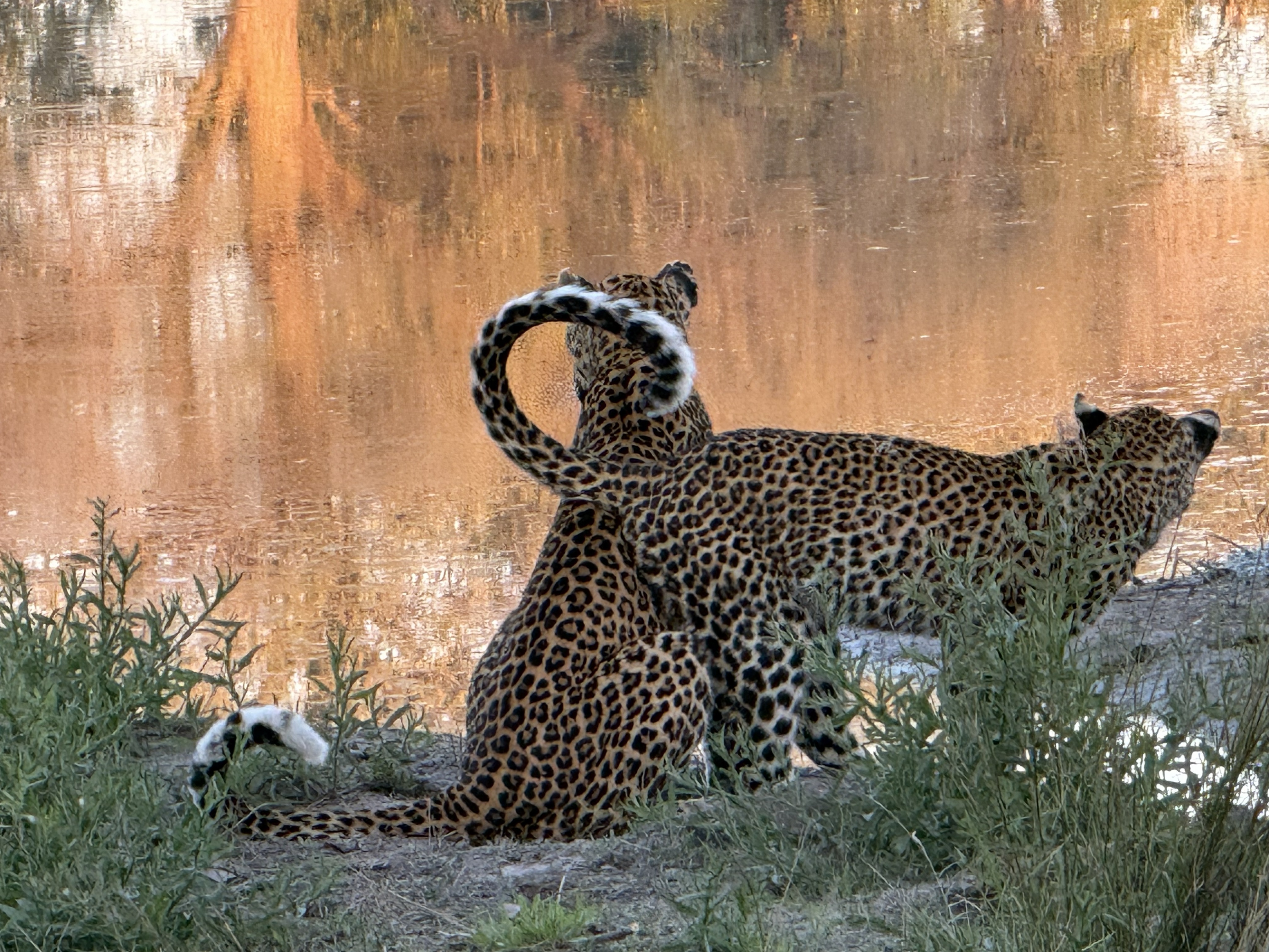 And the mother, unbothered by any of it: that heavy-lidded, sovereign calm, the look of an animal that has never once had to hurry.