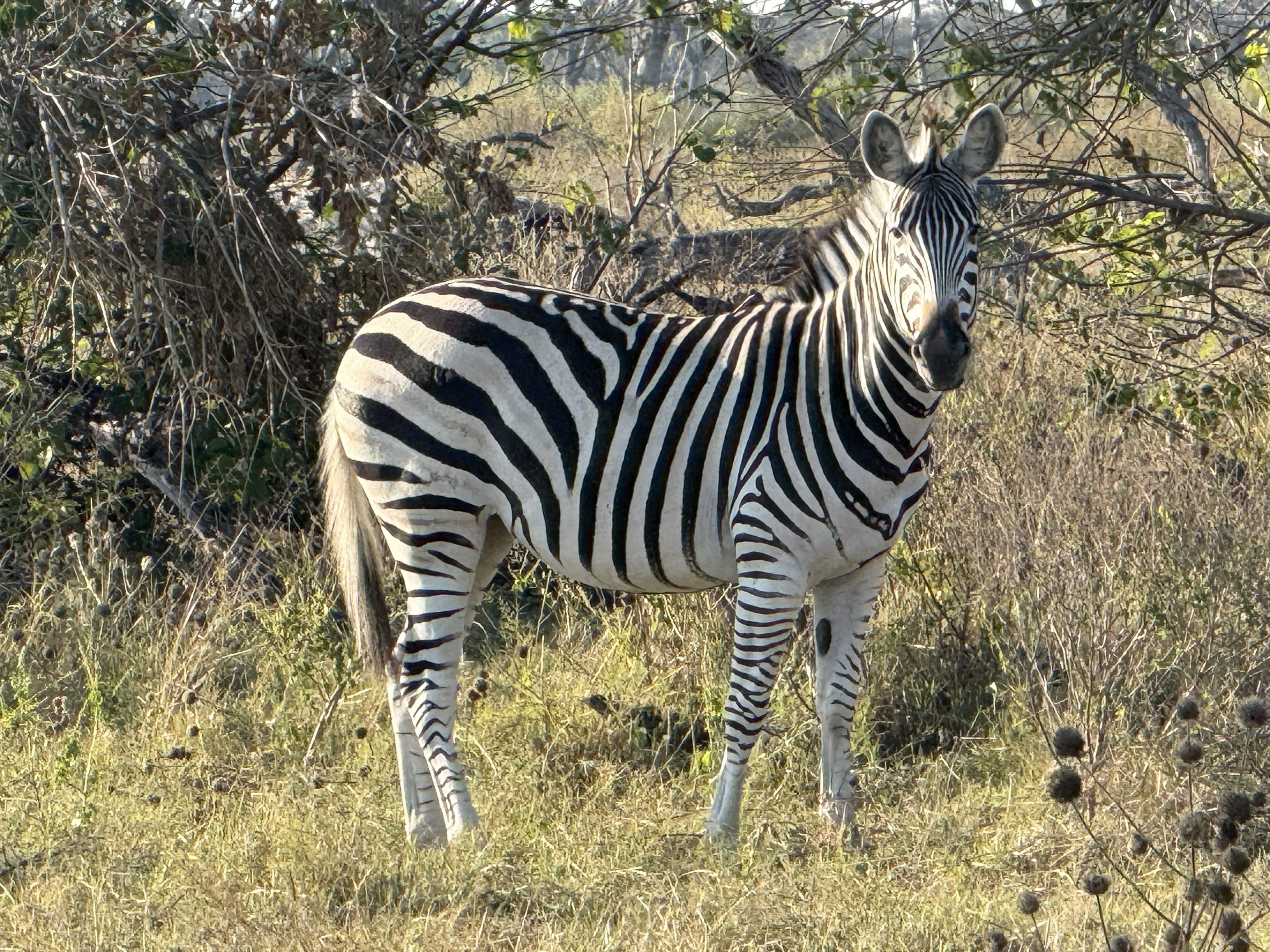 A zebra, immaculate as ever. No zebra has ever looked anything less than freshly pressed.