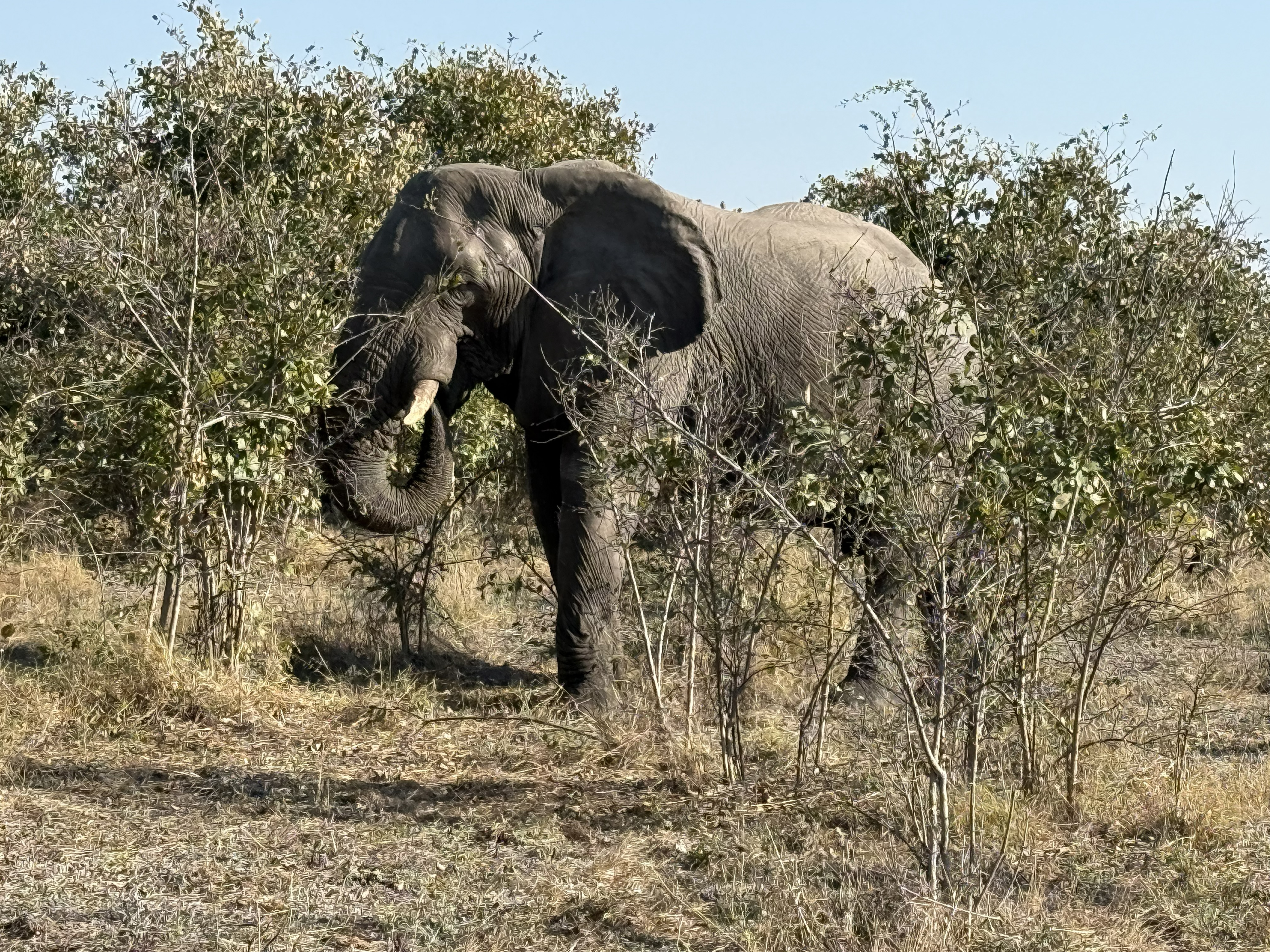 An elephant in the trees, browsing. You will notice I no longer have anything new to say about elephants. This is not their fault.
