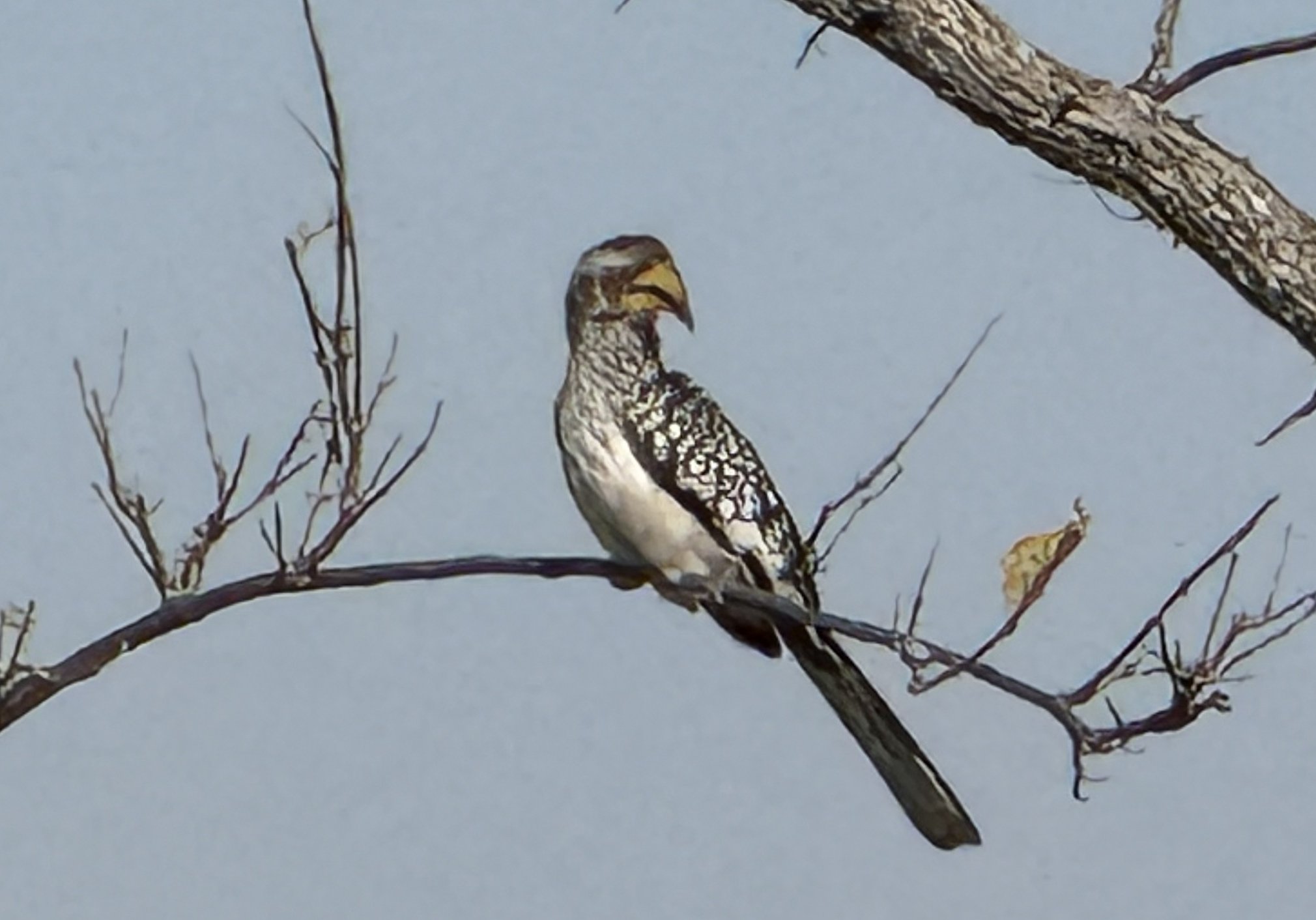 A Southern yellow-billed hornbill — the “flying banana,” for the obvious reason, all down-curved yellow bill and finely spotted wings.