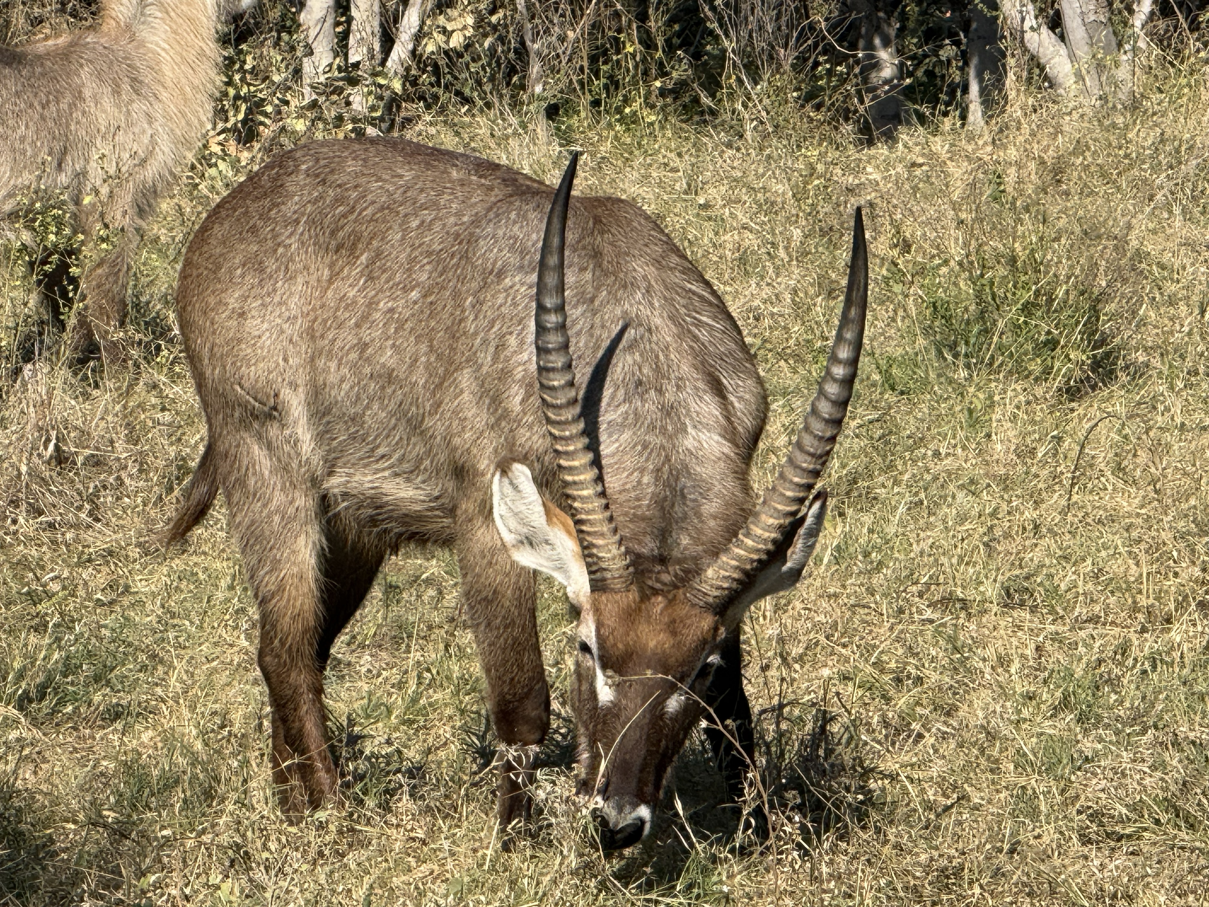 A waterbuck bull, with the shaggy coat and the white ring on the rump that looks, unmistakably, as though he sat on a freshly painted toilet seat.