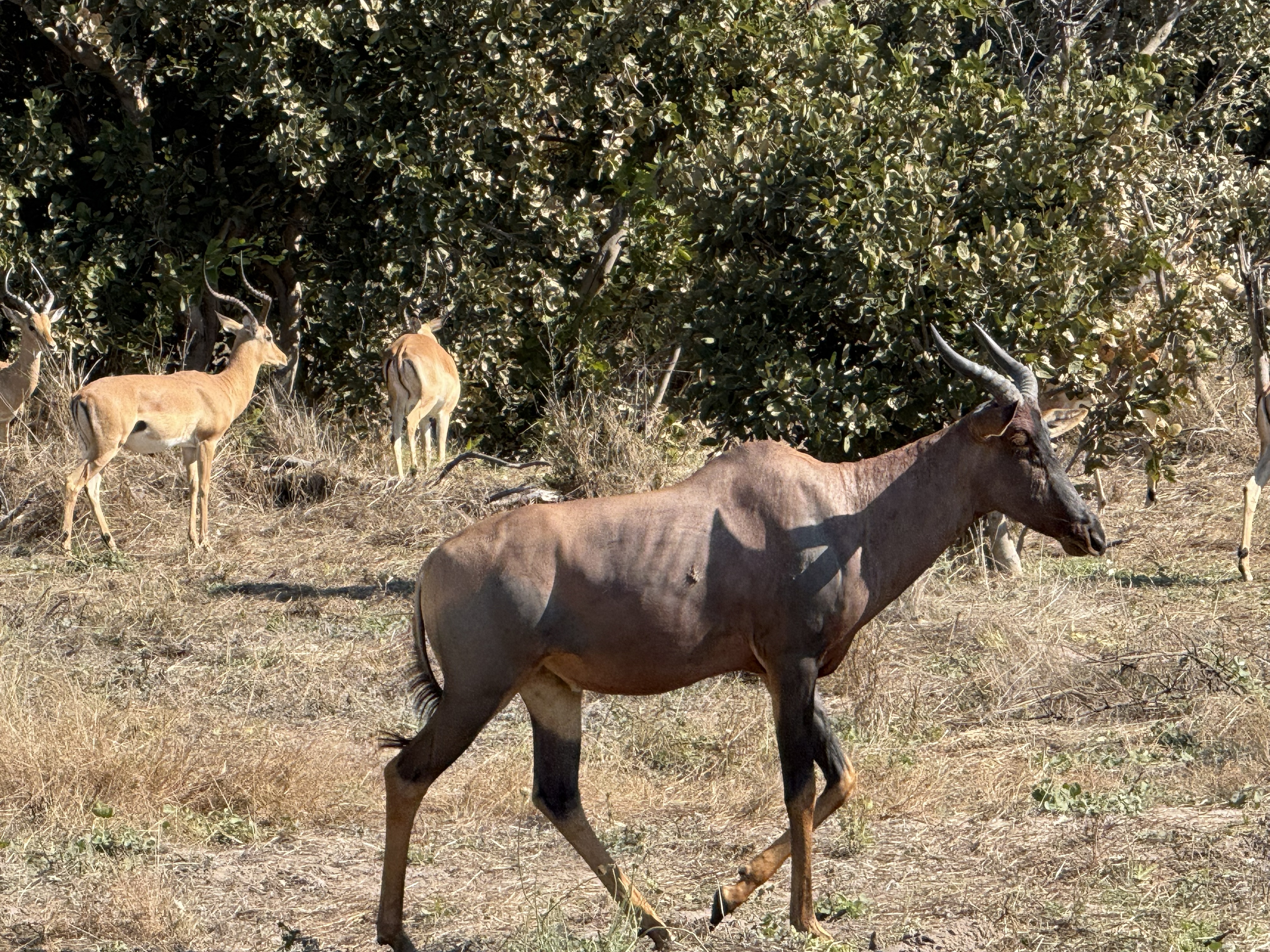 A tsessebe, glossy and dark-flanked, cutting past a knot of impala. The fastest antelope in Africa, Obert told us — though, in keeping with the day, it declined to prove it.