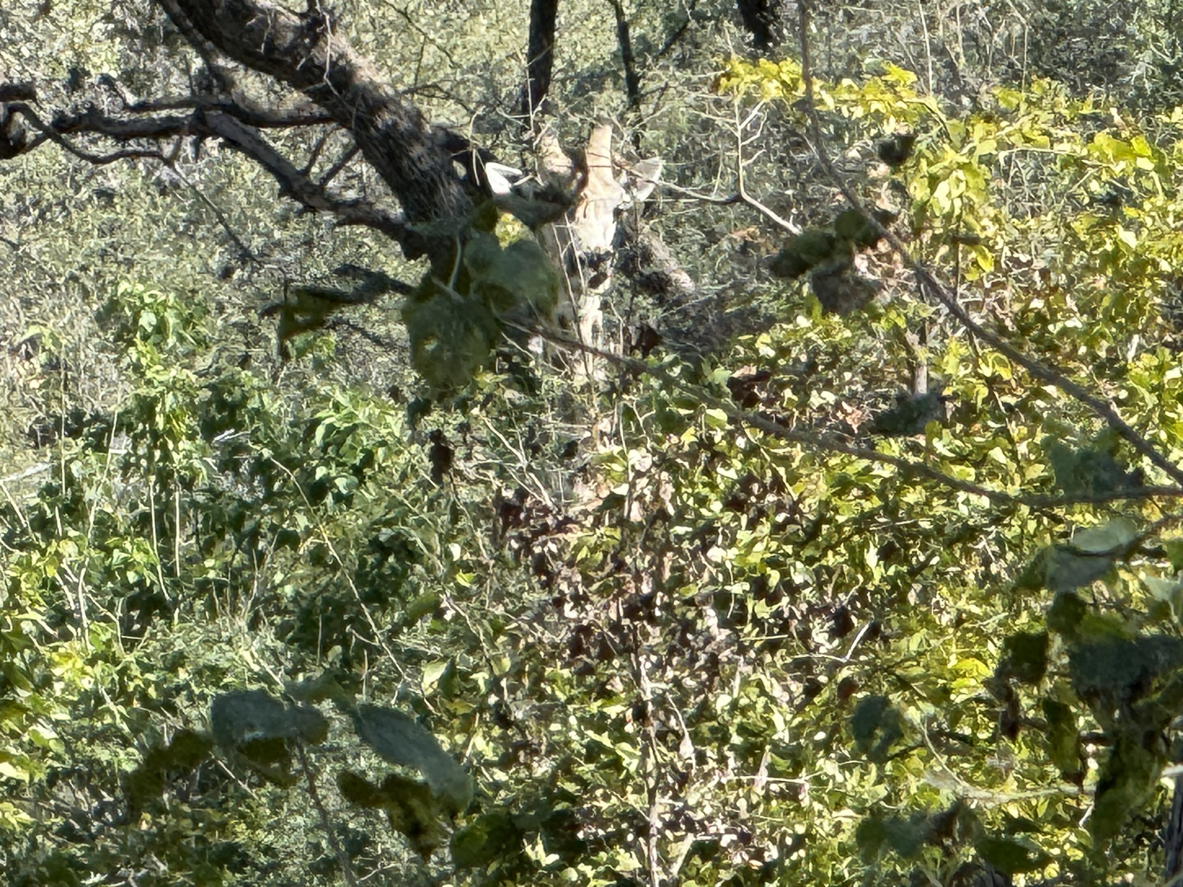 The giraffe I spotted, such as it is — neck and shoulder and a great deal of camouflage. I maintain that finding this counts. Obert graciously allowed that it did.