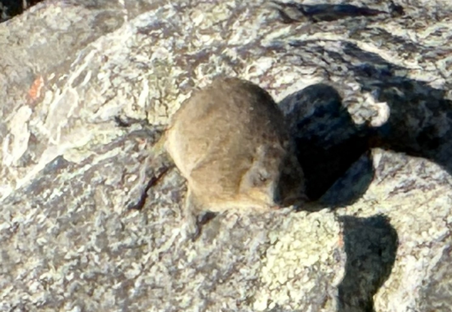 A dassie, or rock hyrax, sunning itself on the summit rocks — and here is the fact nobody believes: its closest living relative is the elephant. A guinea-pig-sized creature, cousin